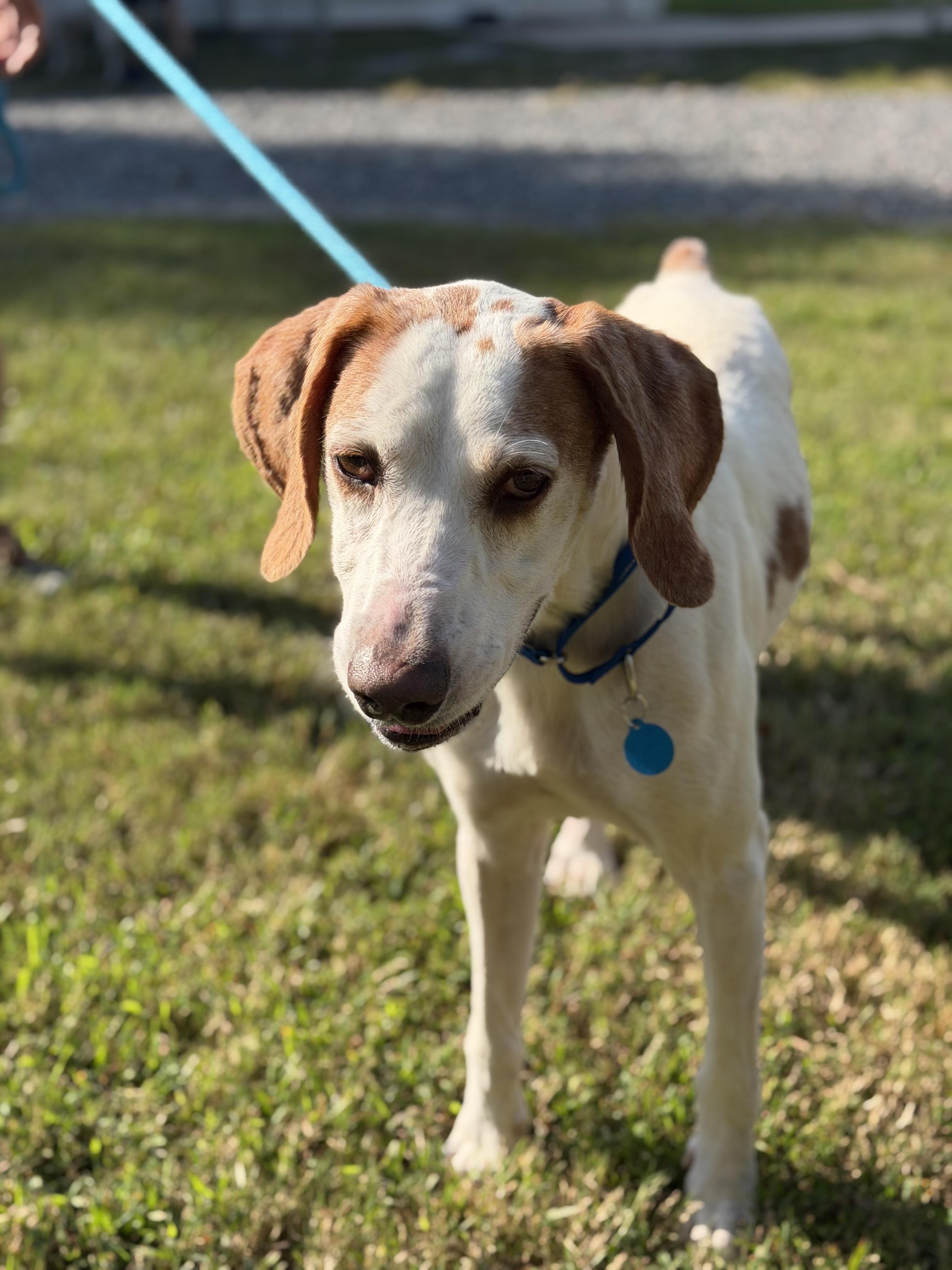 Enlarge Jake, a Adoptable Hound in Gloucester, VA image 2/4