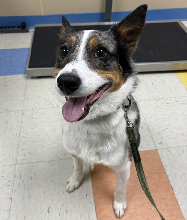 Doc, Adoptable, Young Male Australian Cattle Dog / Blue Heeler & Australian Shepherd.