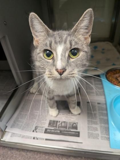 Mona, Adoptable, Adult Female Domestic Short Hair & Domestic Short Hair.