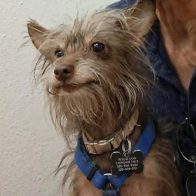 CHOCOLATE, an adopted Yorkshire Terrier in Marana, AZ image 2/4