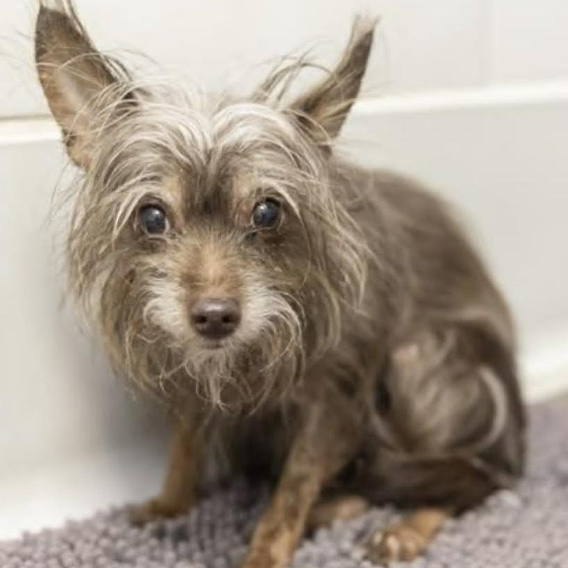 CHOCOLATE, an adopted Yorkshire Terrier in Marana, AZ image 3/4