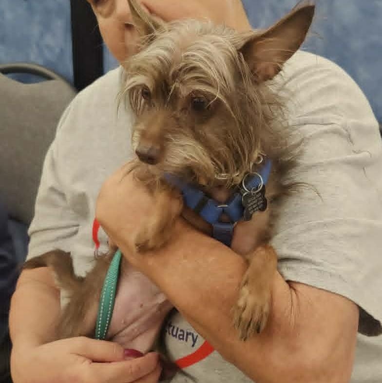 CHOCOLATE, an adopted Yorkshire Terrier in Marana, AZ image 4/4