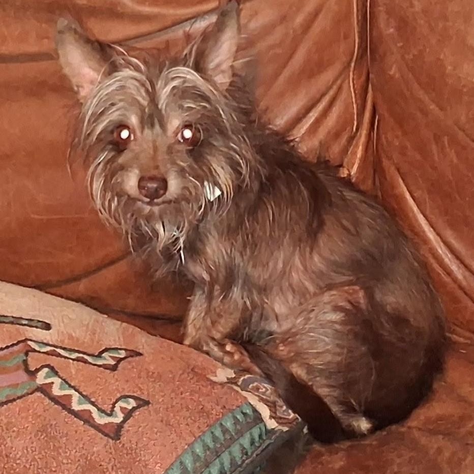 CHOCOLATE, an adopted Yorkshire Terrier in Marana, AZ image 1/4