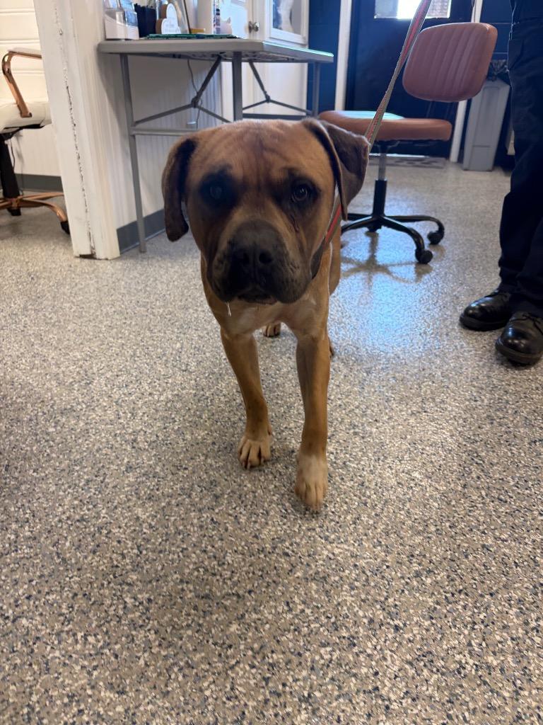 SCRATCH, Adoptable, Adult Male American Bulldog & Mixed Breed.