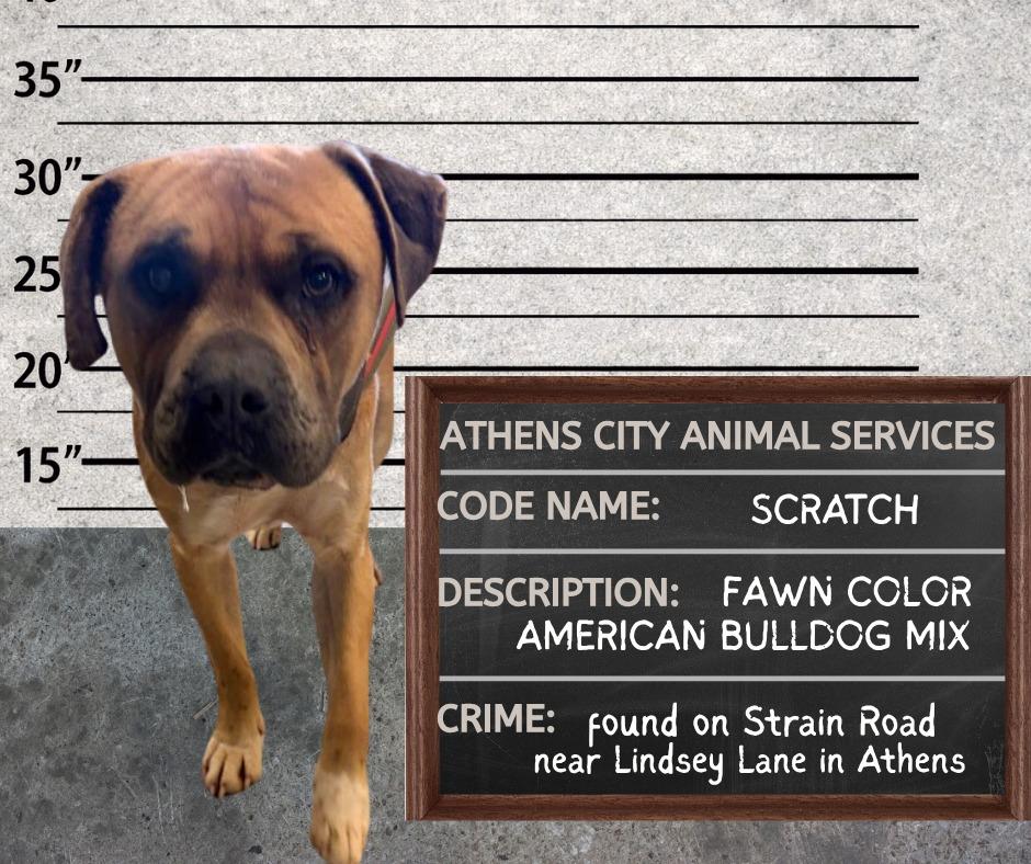 SCRATCH, a Adoptable mixed breed in Athens, AL image 2/3