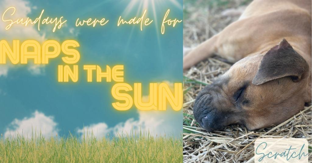 SCRATCH, a Adoptable mixed breed in Athens, AL image 3/3