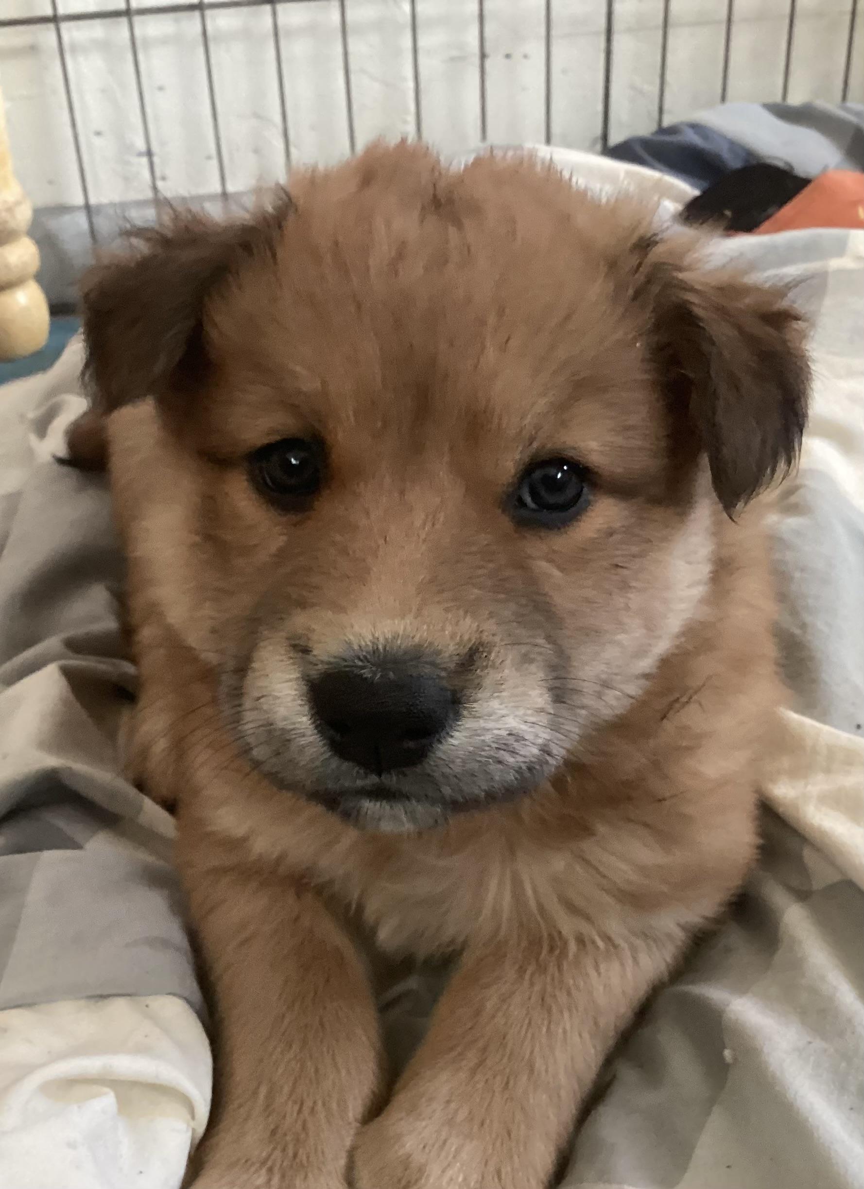 Rouge, Adopted, Young Female Husky & Labrador Retriever.