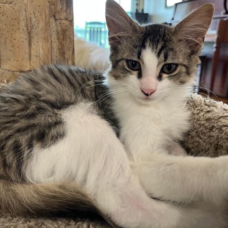 Enlarge George, a Adopted Domestic Medium Hair in Waynesville, NC image 1/1