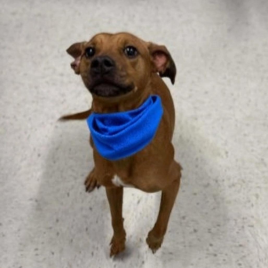 Henna, a Adoptable Mixed Breed in McKean, PA image 1/2