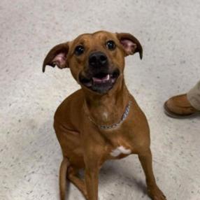 Henna, a Adoptable Mixed Breed in McKean, PA image 2/2
