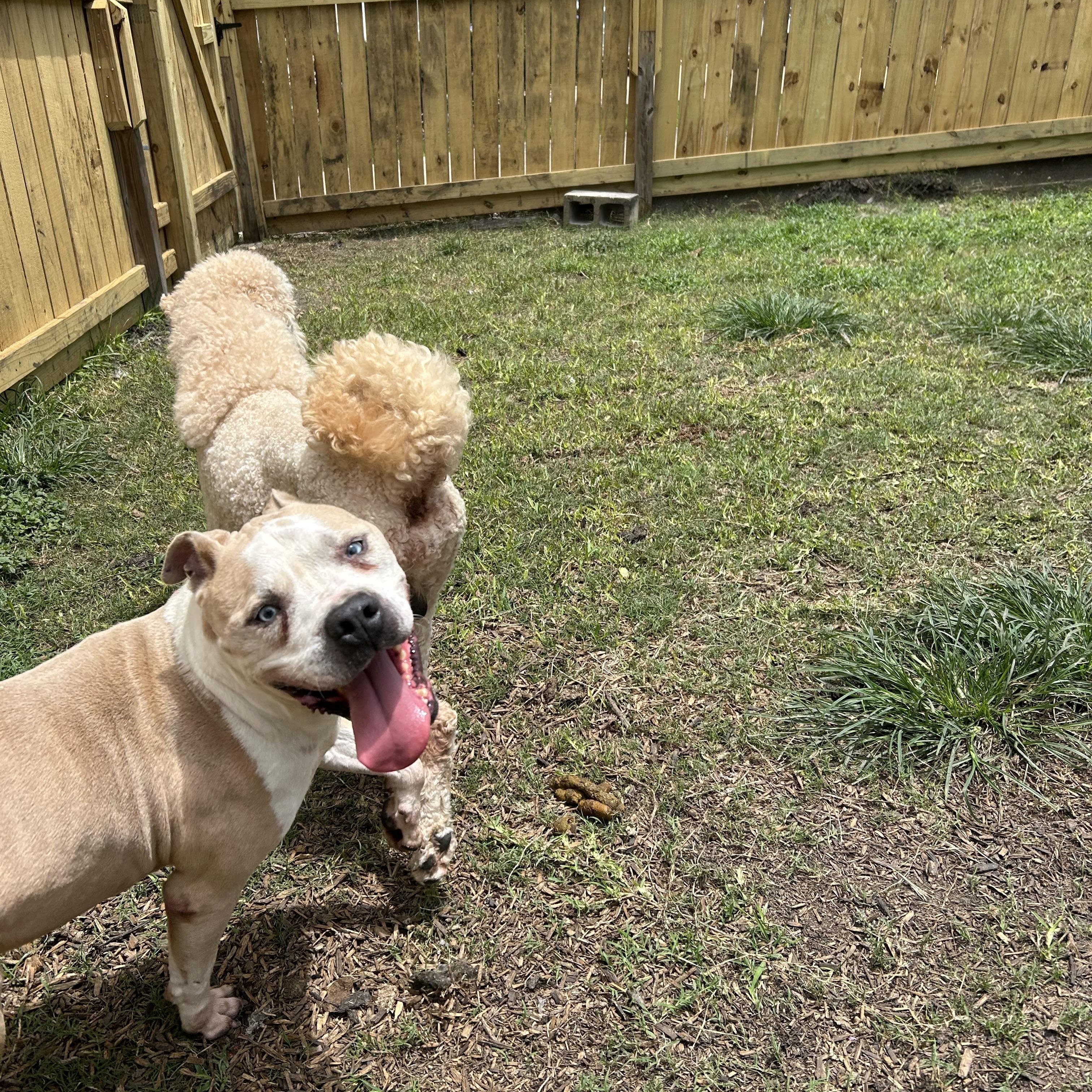 Hobbes, a Adoptable mixed breed in Robbinsville, NJ image 4/6