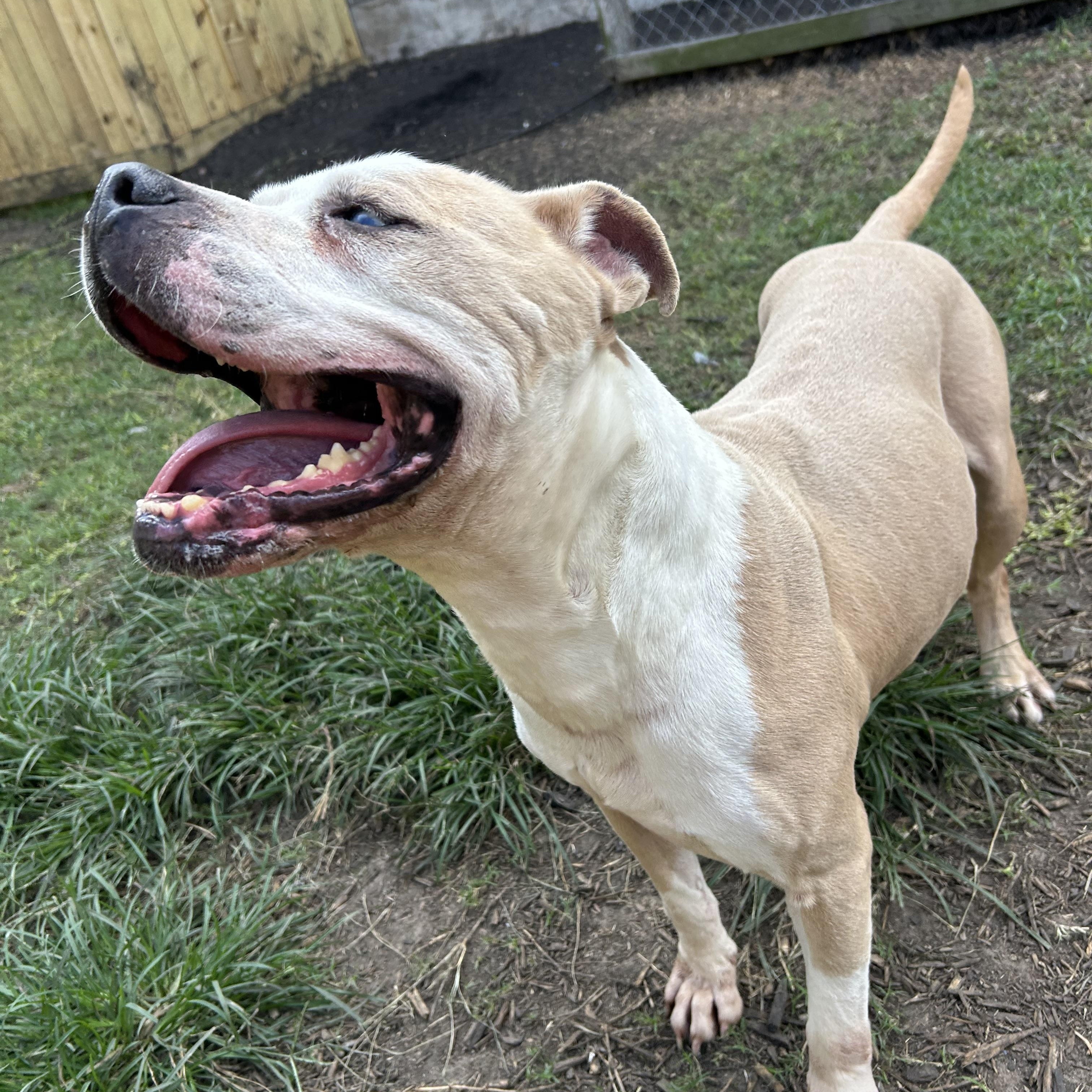 Hobbes, a Adoptable mixed breed in Robbinsville, NJ image 1/6