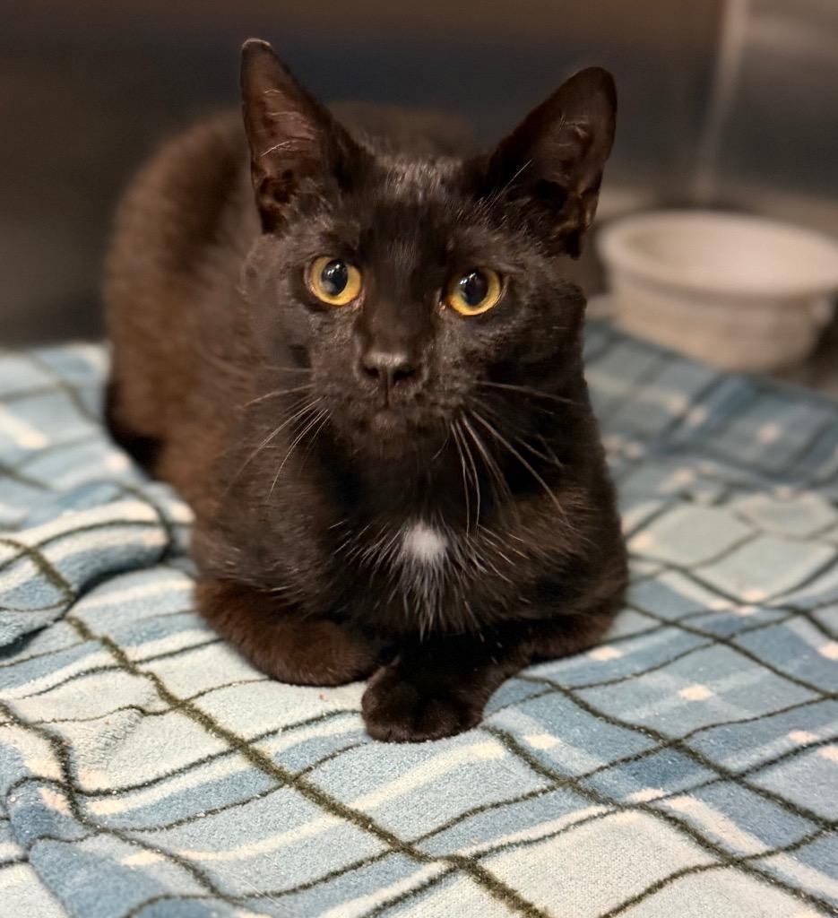 Cheese Stick, ADOPTABLE, Kitten Male Domestic Short Hair.