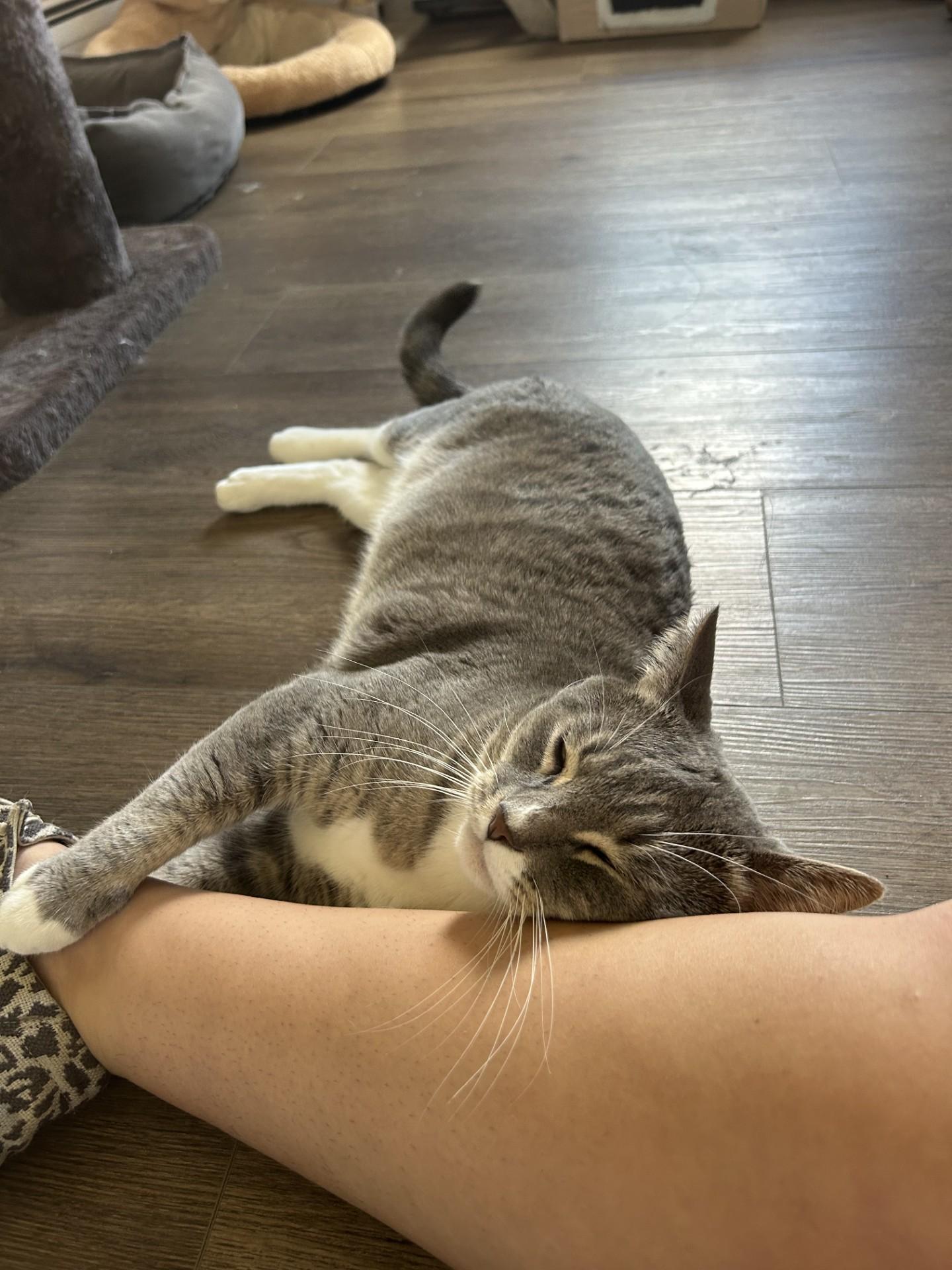 Percy, an adoptable Tabby in Orleans, VT, 05855 | Photo Image 4