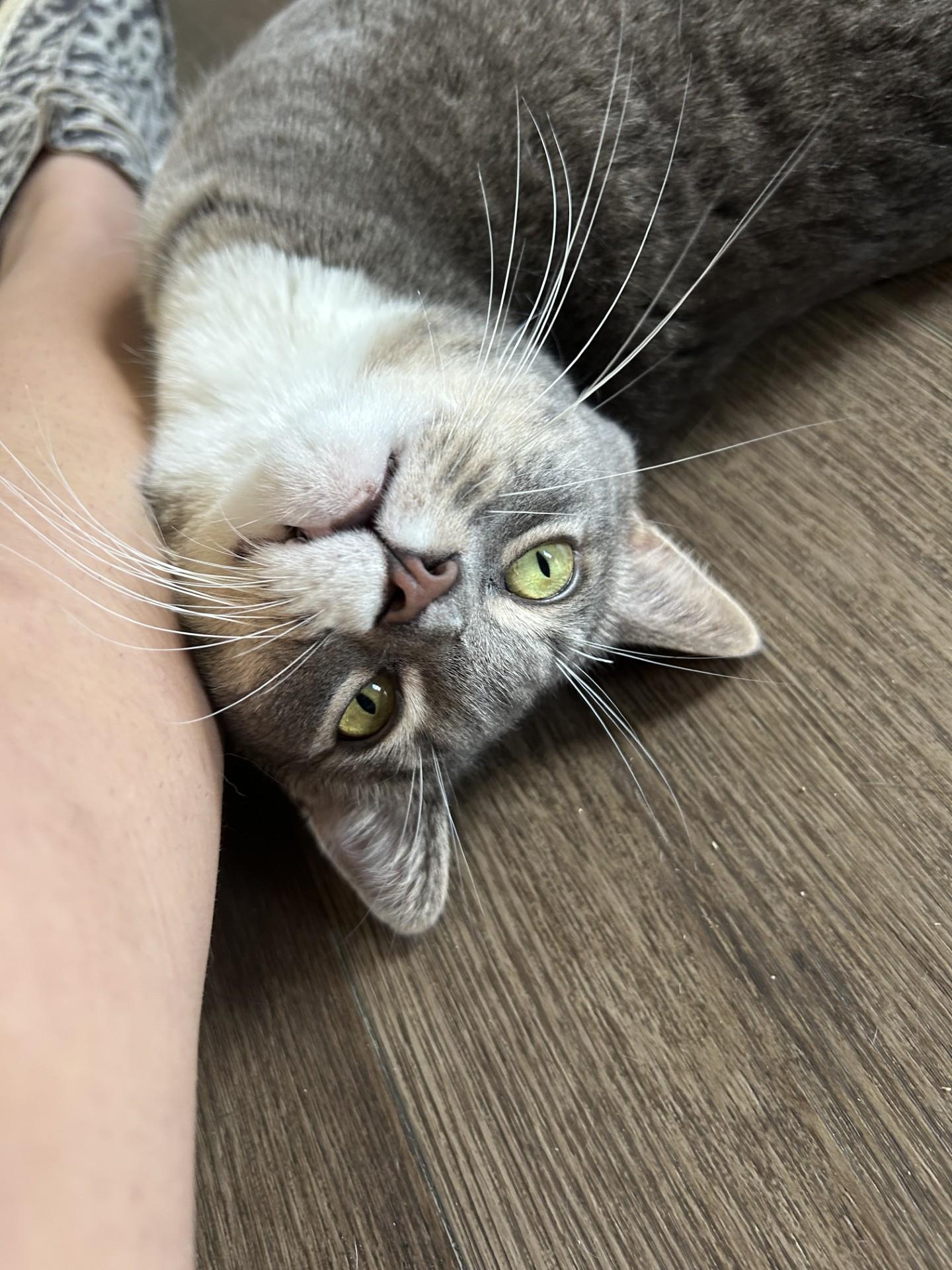 Percy, an adoptable Tabby in Orleans, VT, 05855 | Photo Image 5