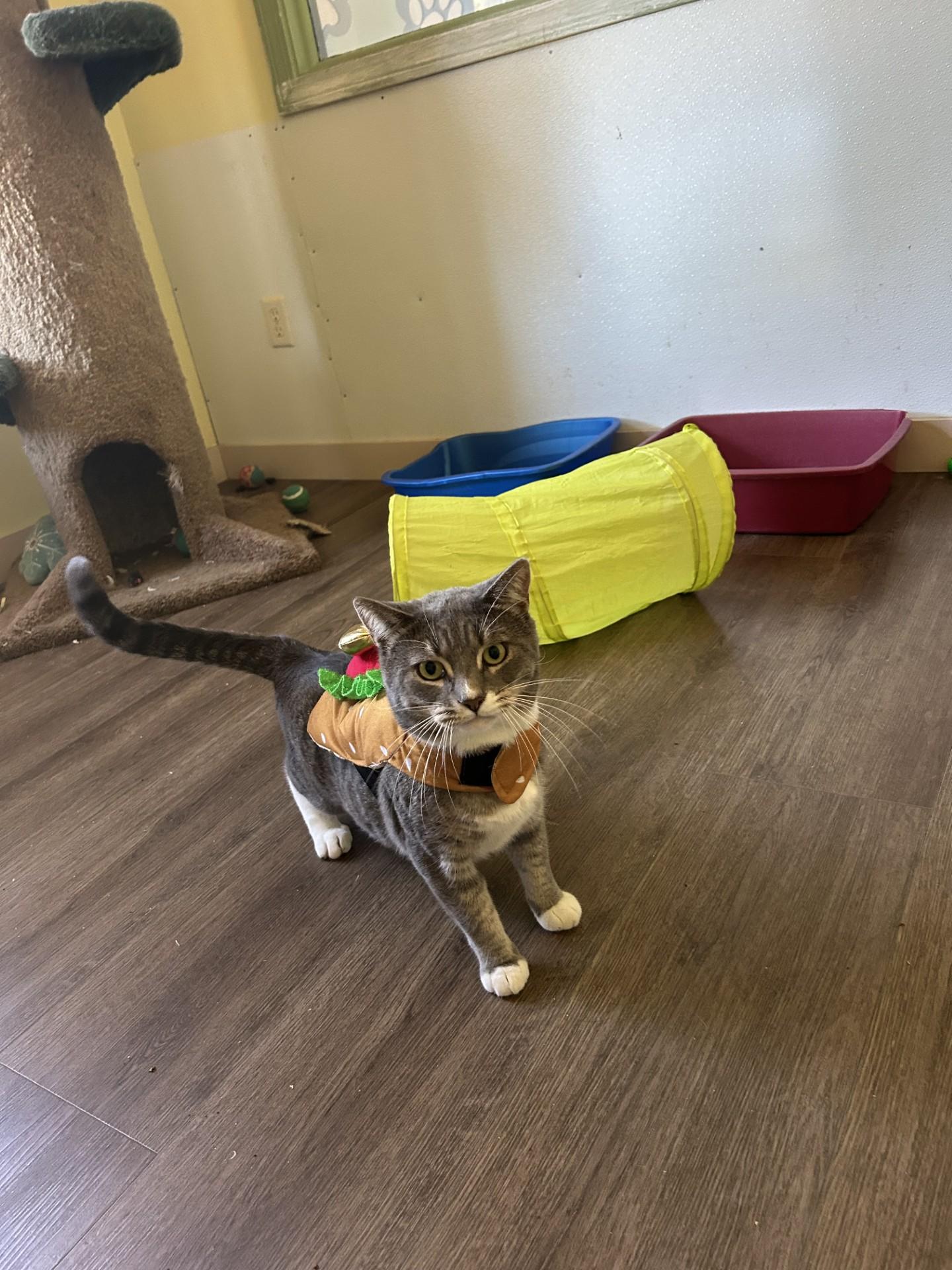 Percy, an adoptable Tabby in Orleans, VT, 05855 | Photo Image 6