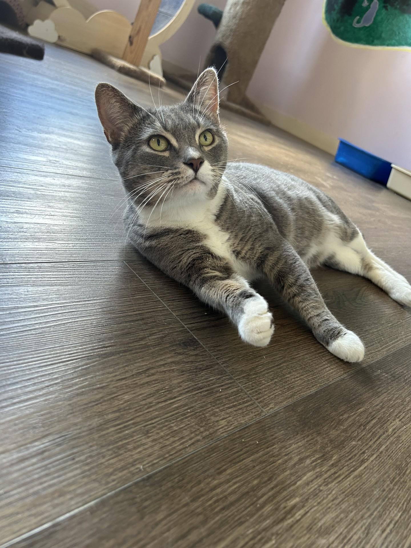 Percy, an adoptable Tabby in Orleans, VT, 05855 | Photo Image 3