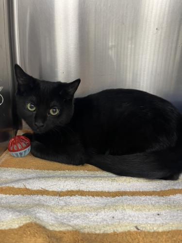 Enlarge Jack, a Adoptable Domestic Short Hair in Webster, MA image 1/1