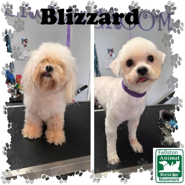 Enlarge Biscuit, a Adoptable mixed breed in Bel Air, MD image 1/2