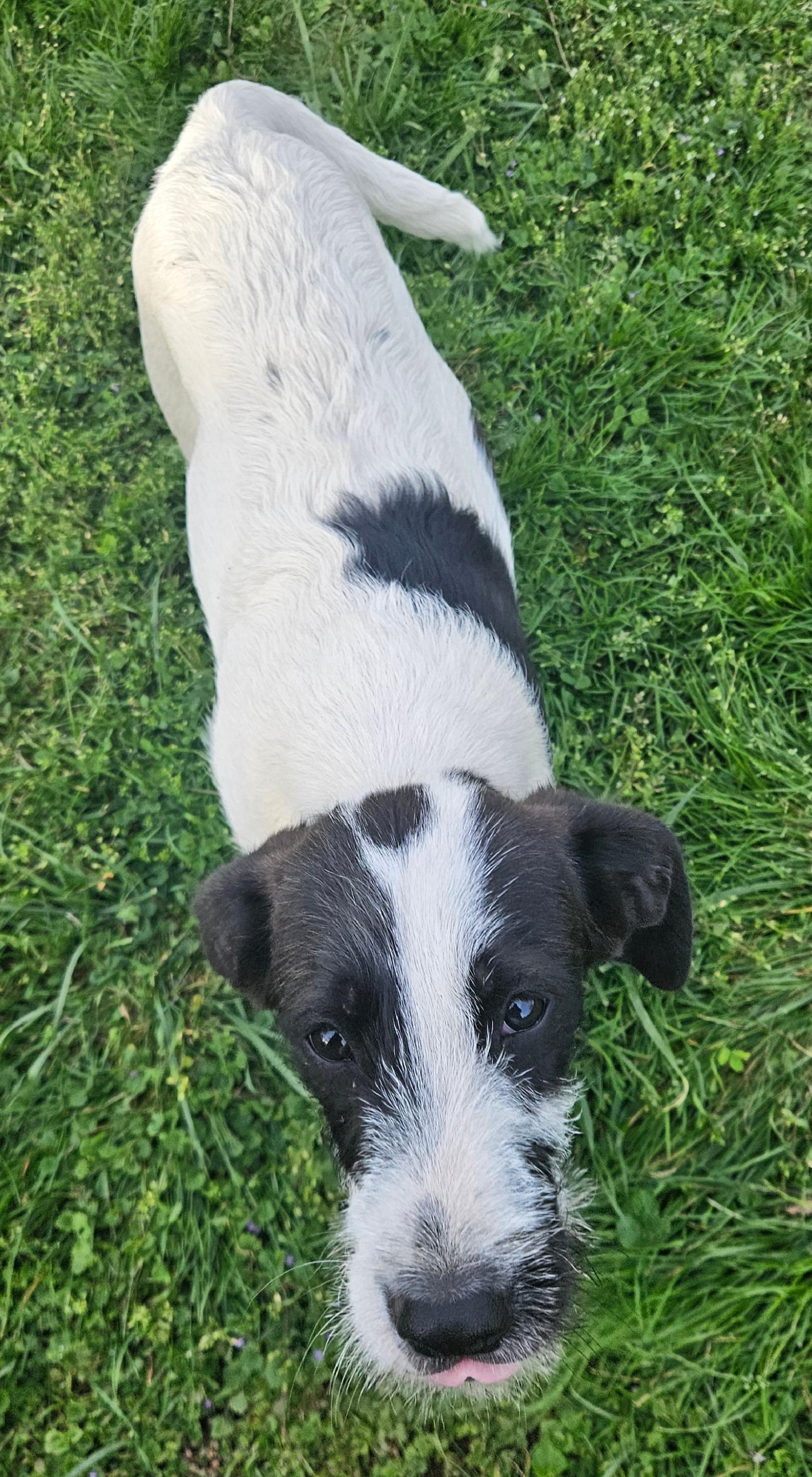 Bucky, Adoptable, Young Male Labrador Retriever & Beagle.