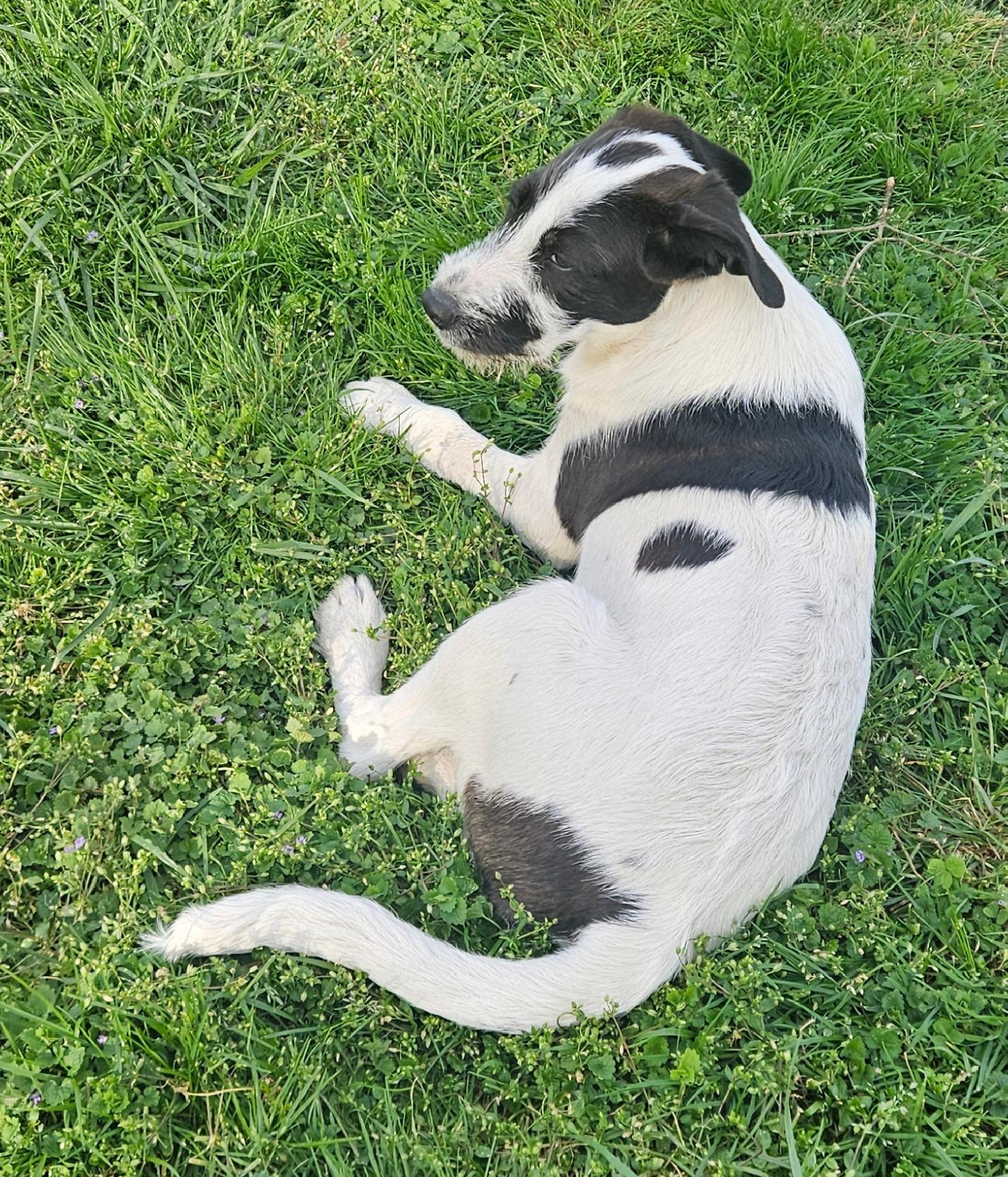 Enlarge Bucky, a Adoptable mixed breed in Tracy City , TN image 2/3