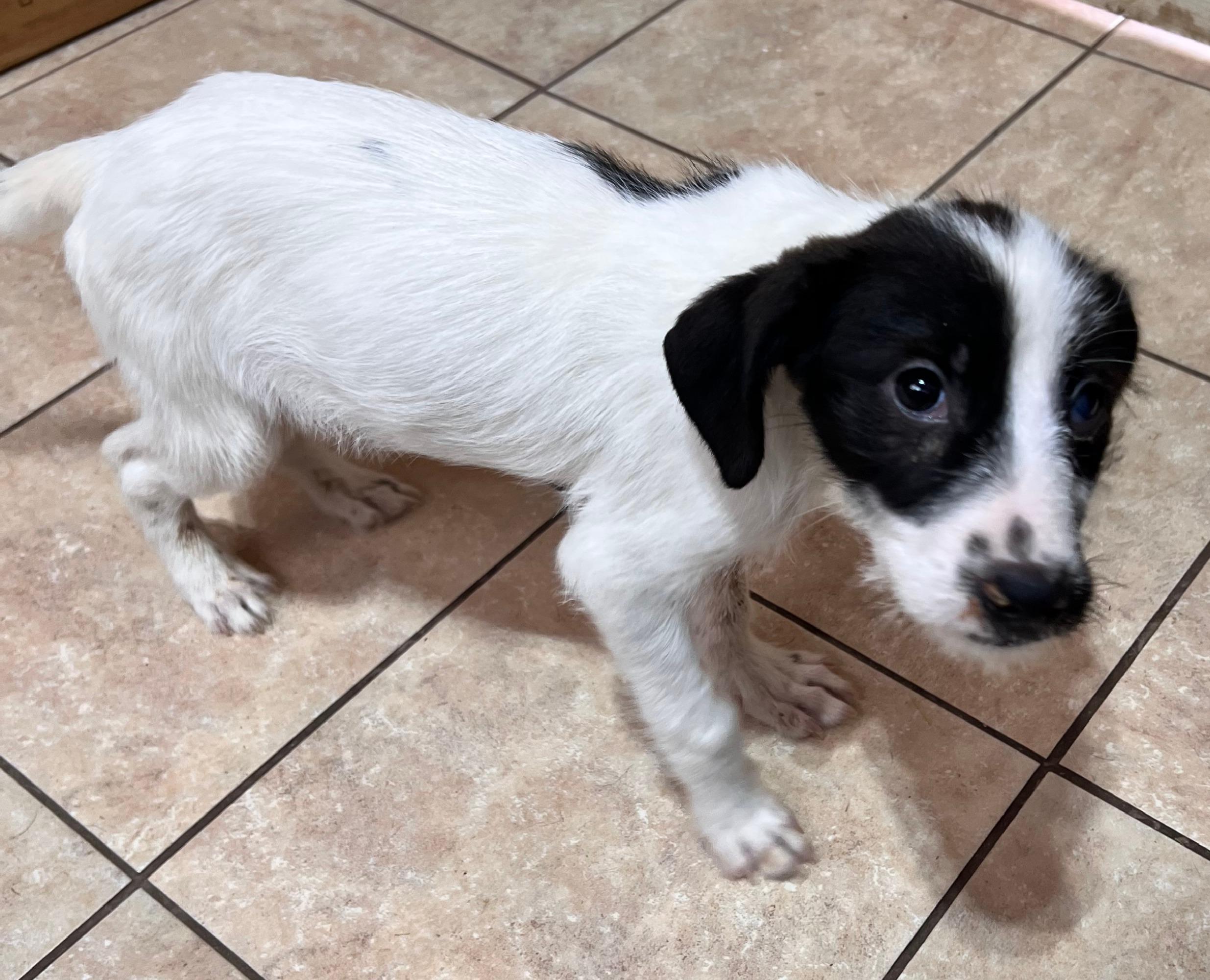 Enlarge Bucky, a Adoptable mixed breed in Tracy City , TN image 2/3