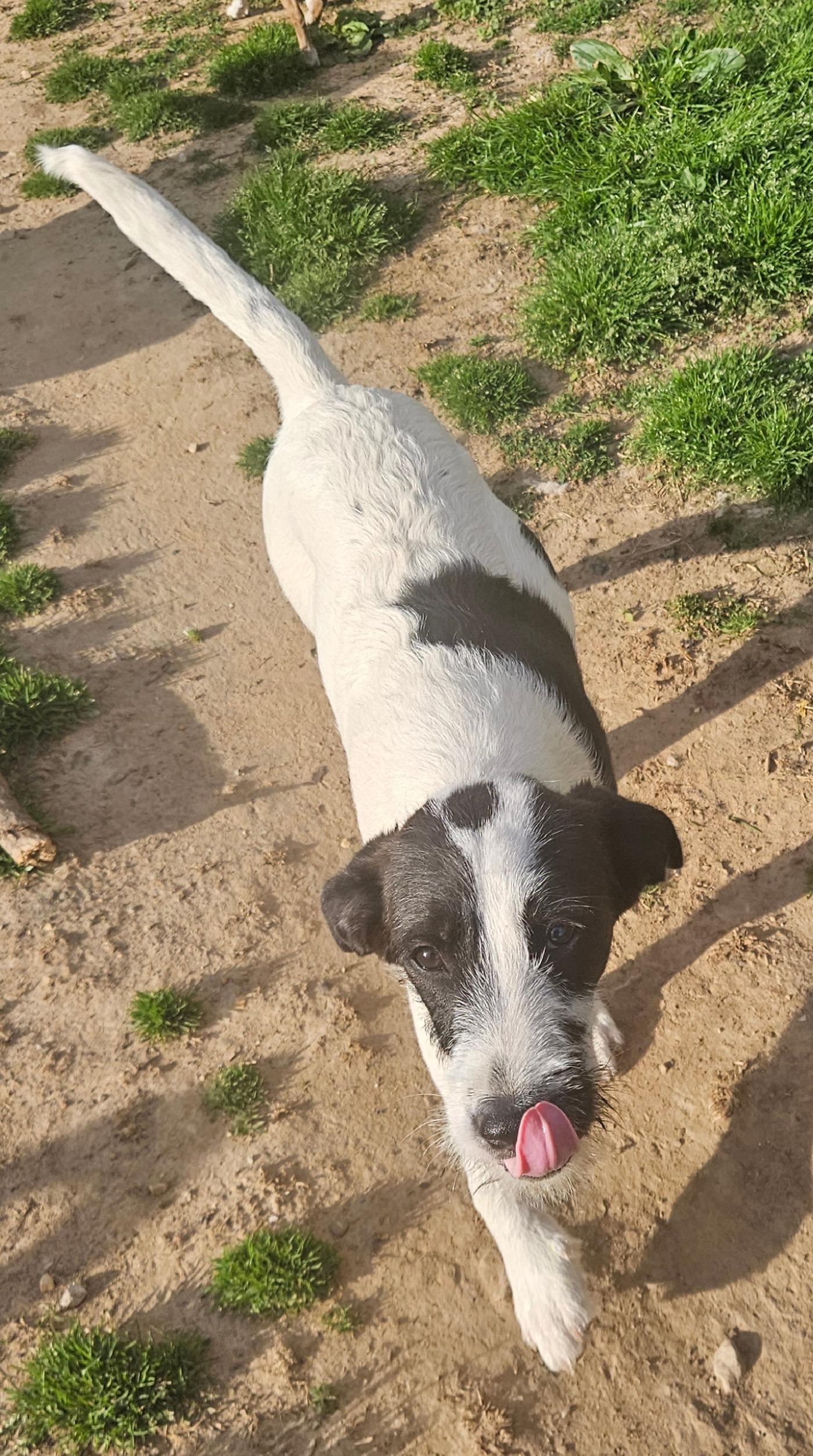 Enlarge Bucky, a Adoptable mixed breed in Tracy City , TN image 3/3