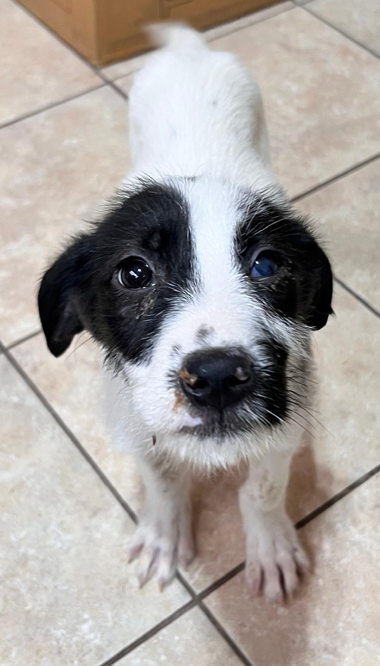Enlarge Bucky, a Adoptable mixed breed in Tracy City , TN image 1/3
