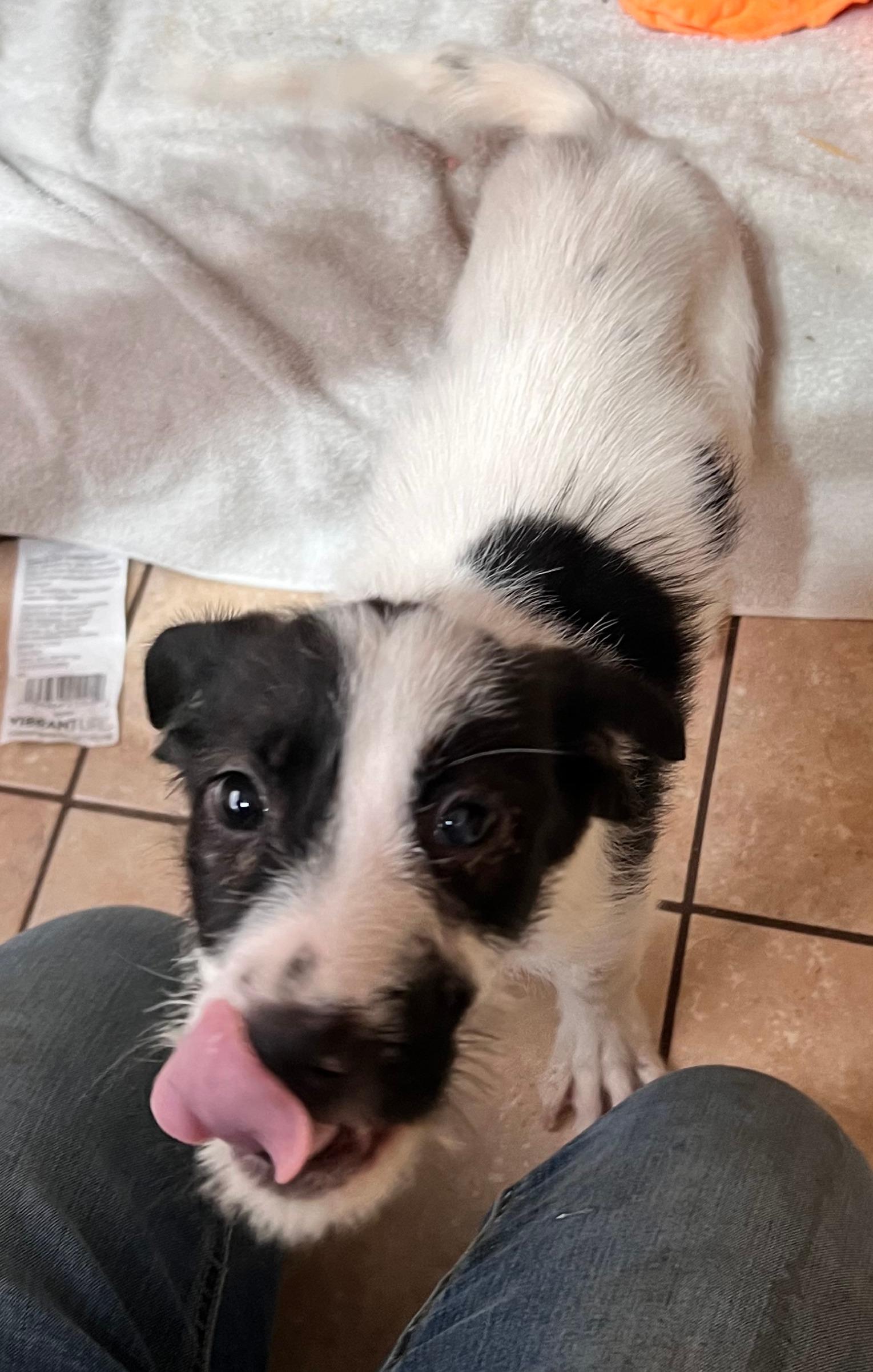 Enlarge Bucky, a Adoptable mixed breed in Tracy City , TN image 3/3