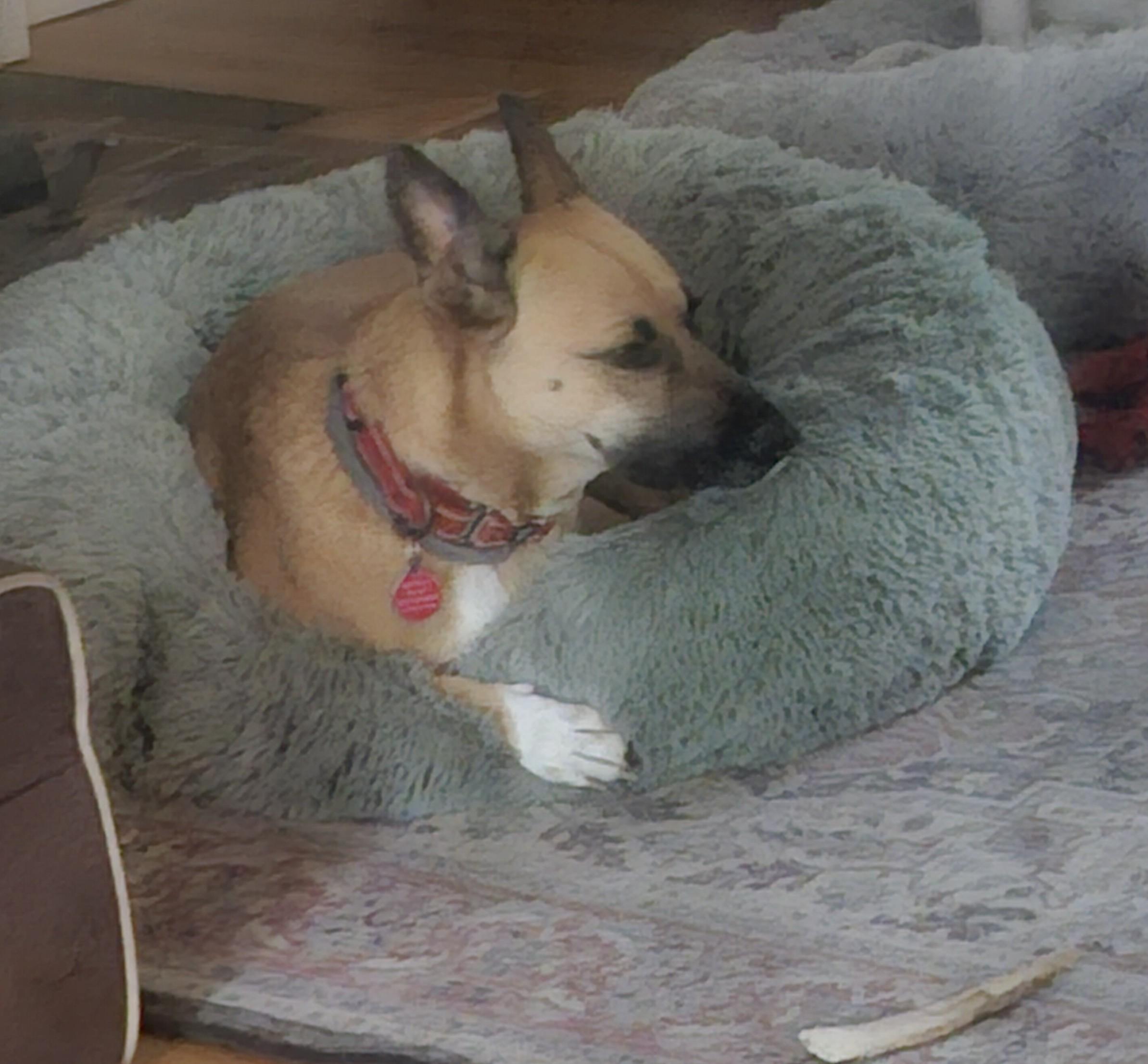 KIMMY, an adoptable German Shepherd Dog in Milford, NH, 03055 | Photo Image 4