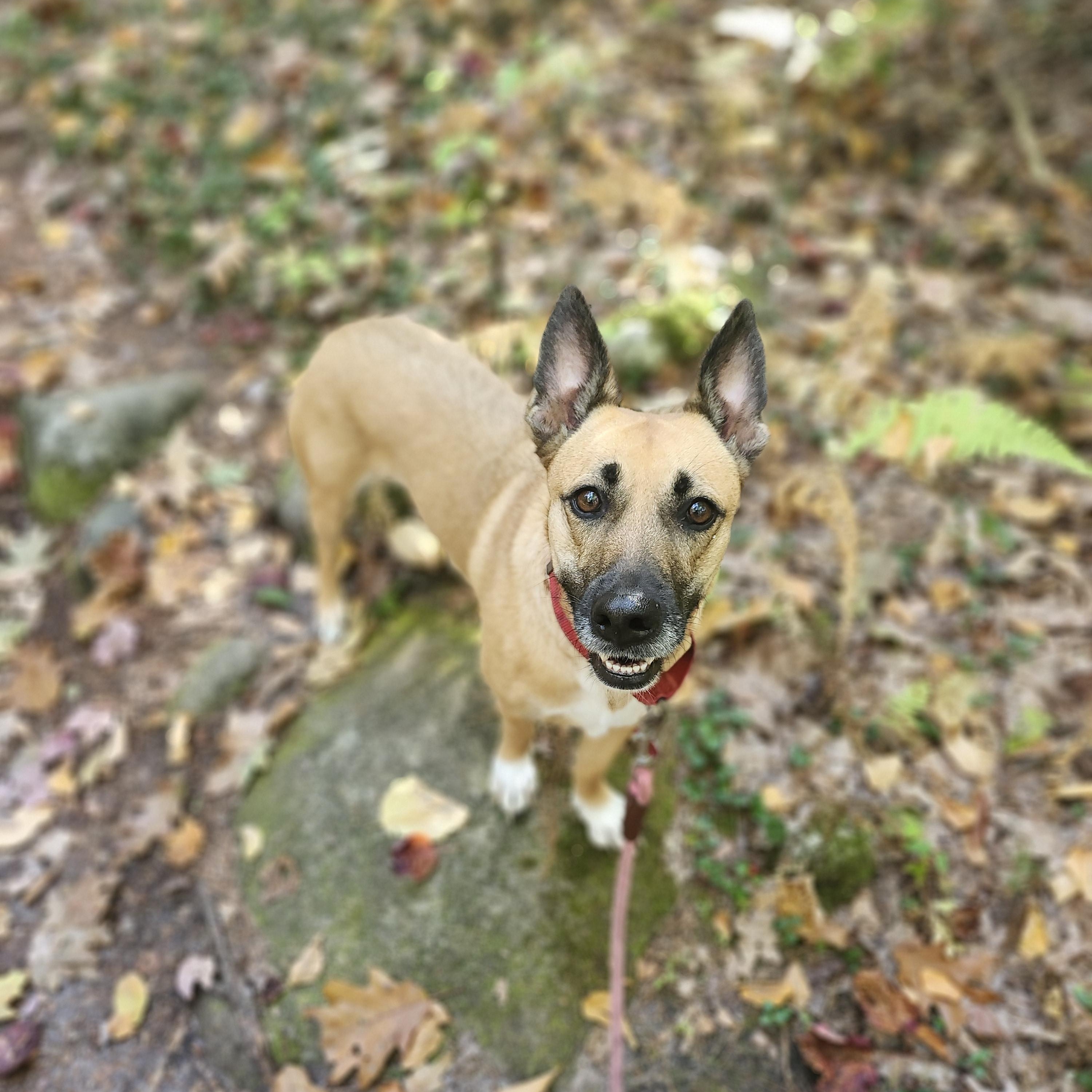 KIMMY, an adoptable German Shepherd Dog in Milford, NH, 03055 | Photo Image 1