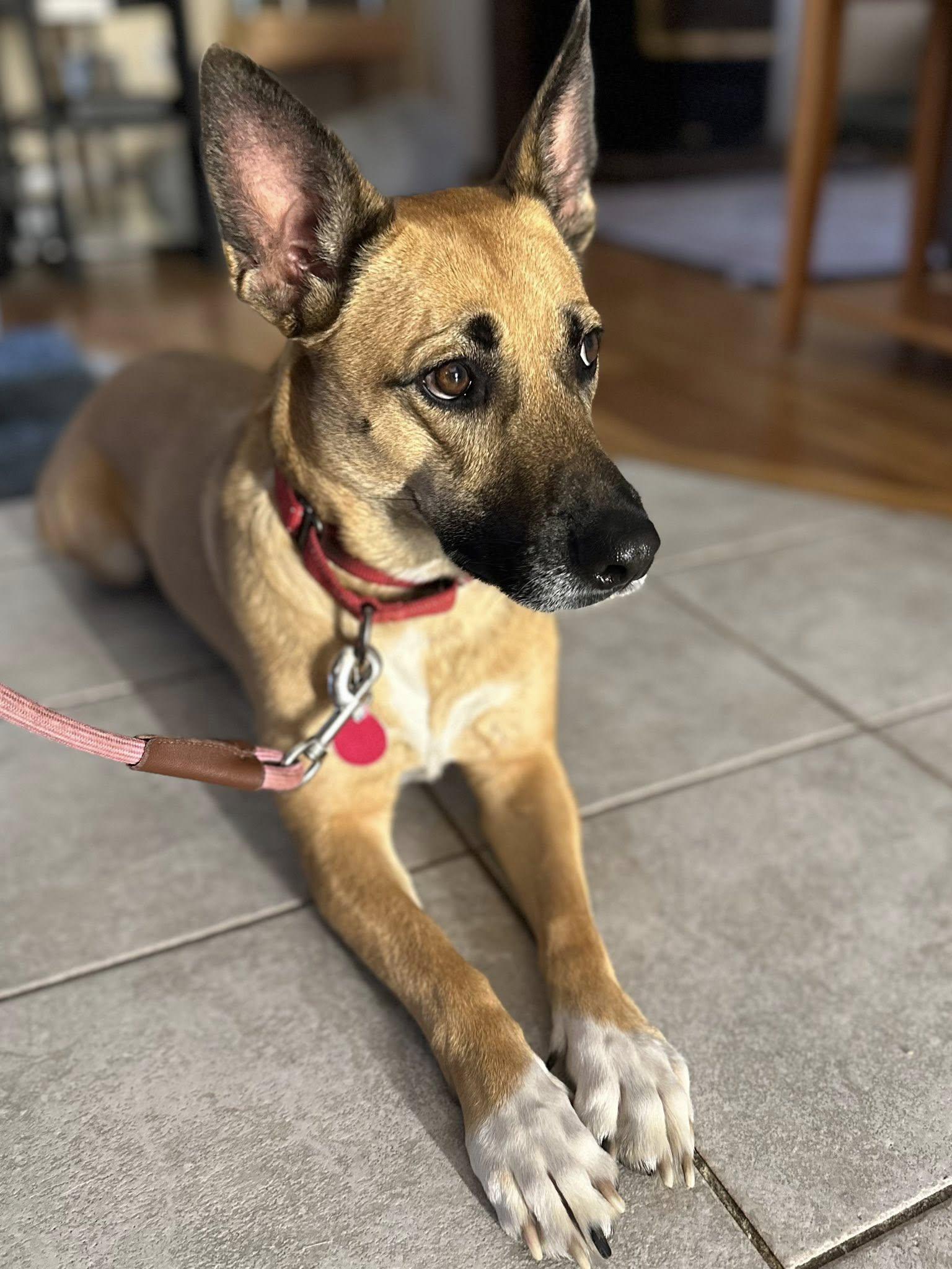 KIMMY, an adoptable German Shepherd Dog in Milford, NH, 03055 | Photo Image 5