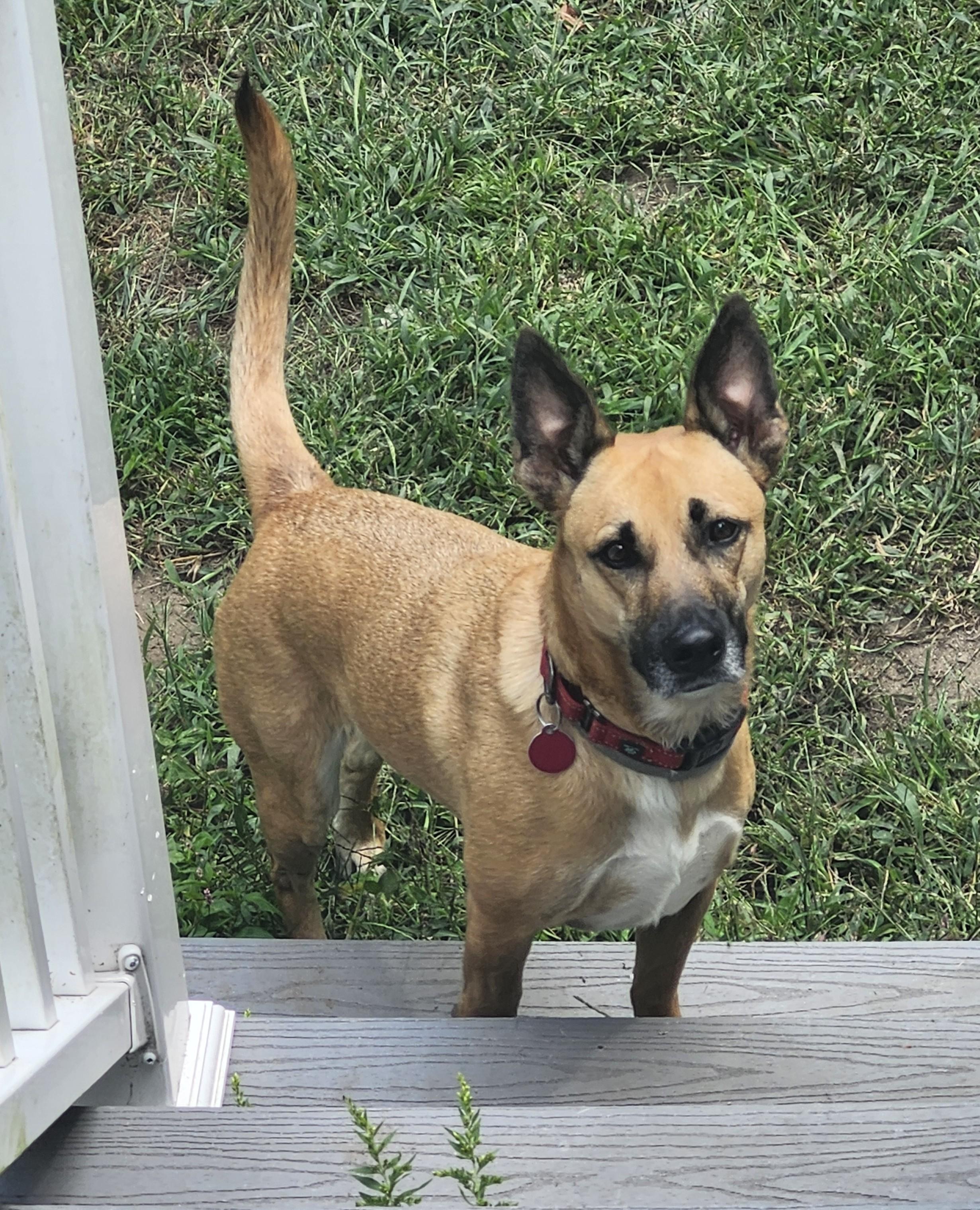 KIMMY, an adoptable German Shepherd Dog in Milford, NH, 03055 | Photo Image 2