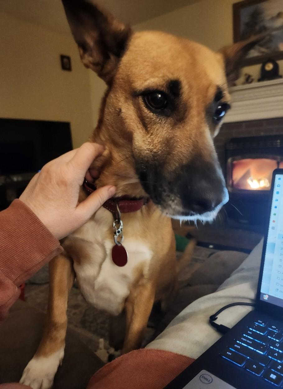 Enlarge Kimmy, a Adoptable mixed breed in Milford, NH image 5/6