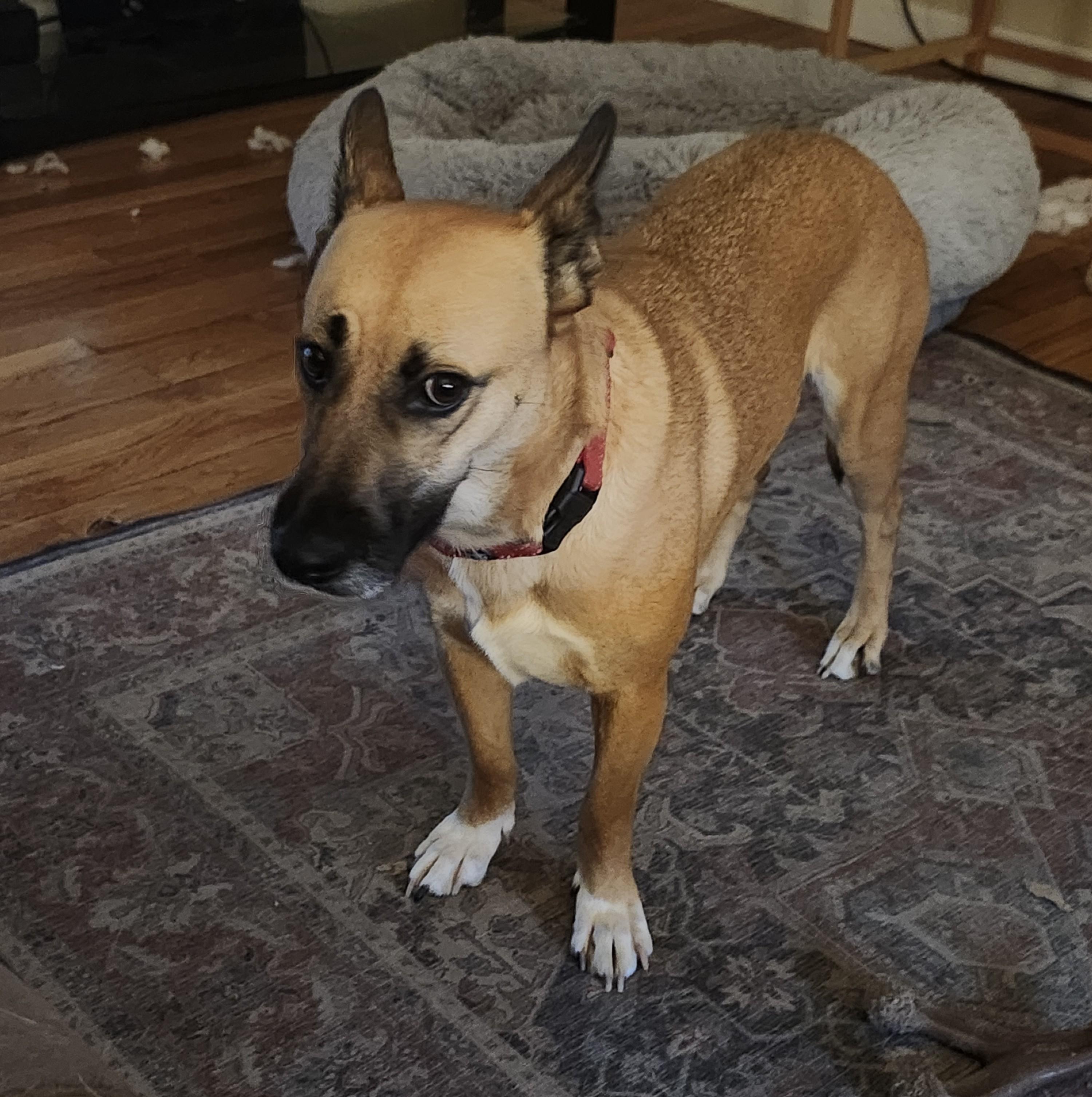 KIMMY, an adoptable German Shepherd Dog in Milford, NH, 03055 | Photo Image 3