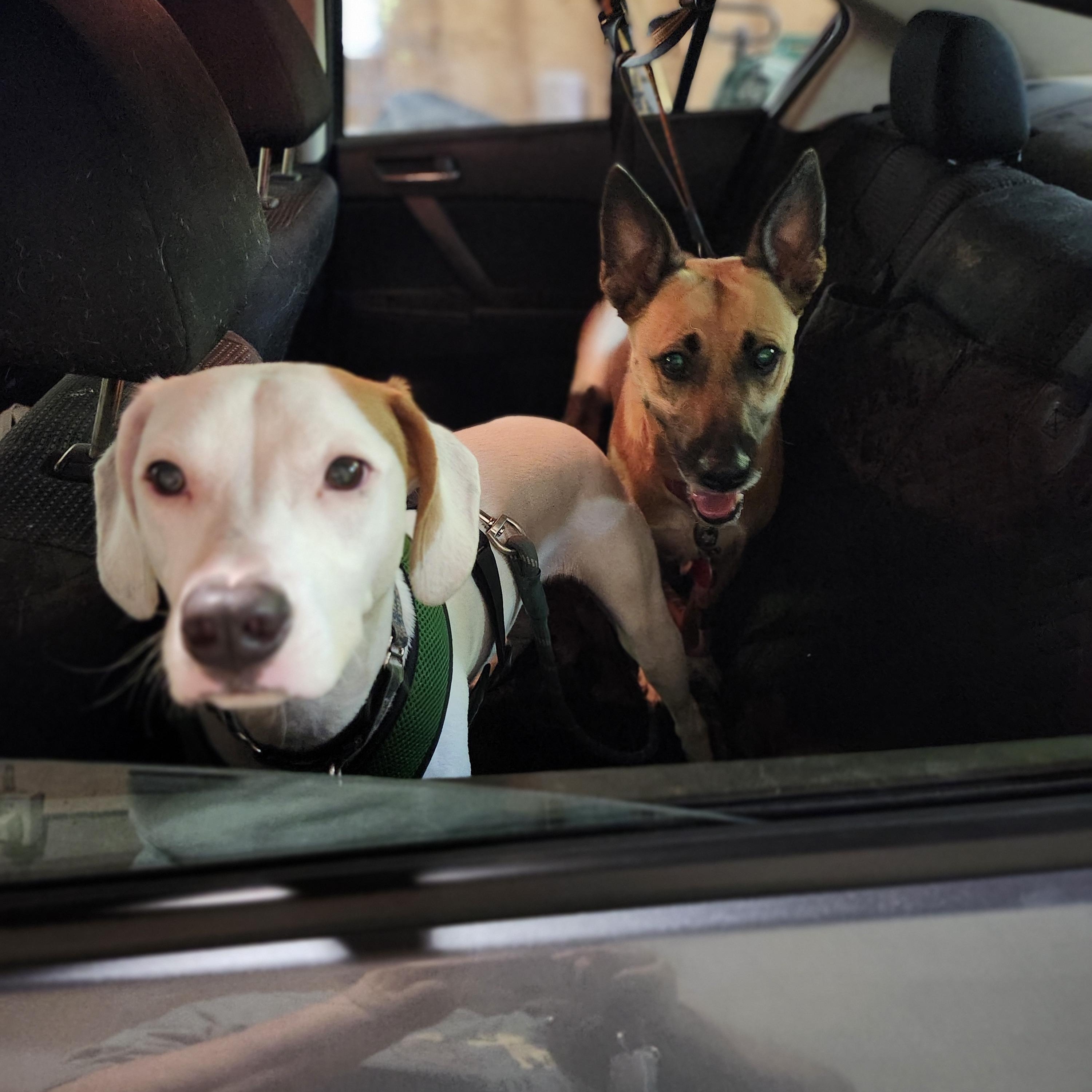 Kimmy, a Adoptable mixed breed in Milford, NH image 5/6