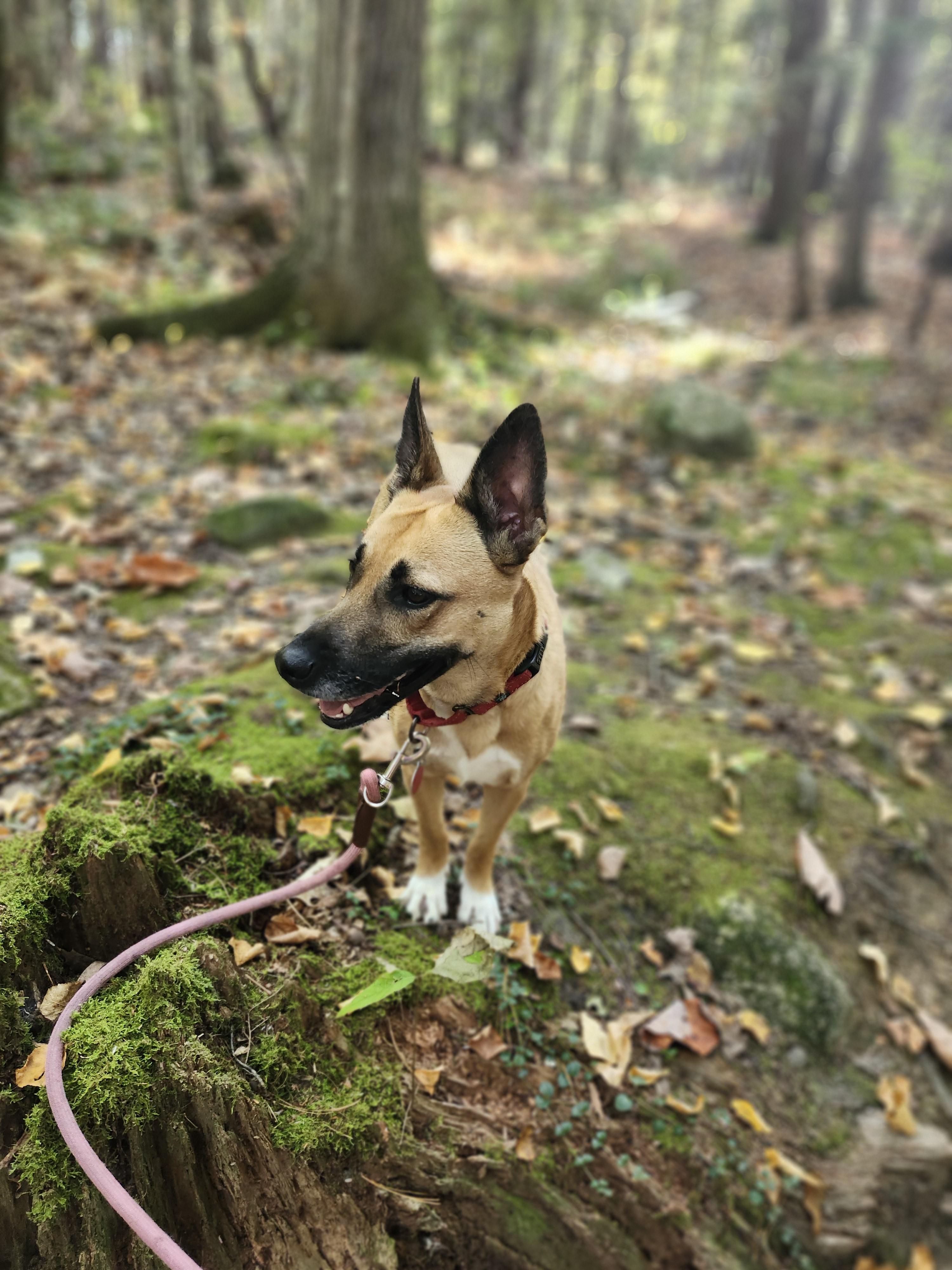 Kimmy, a Adoptable mixed breed in Milford, NH image 3/6