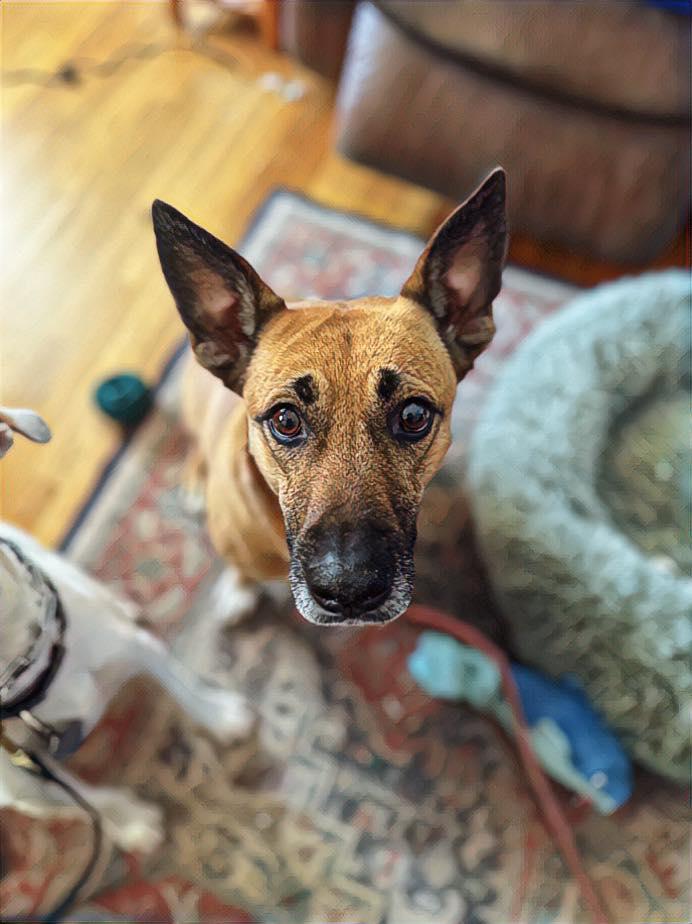 Enlarge Kimmy, a Adoptable mixed breed in Milford, NH image 6/6