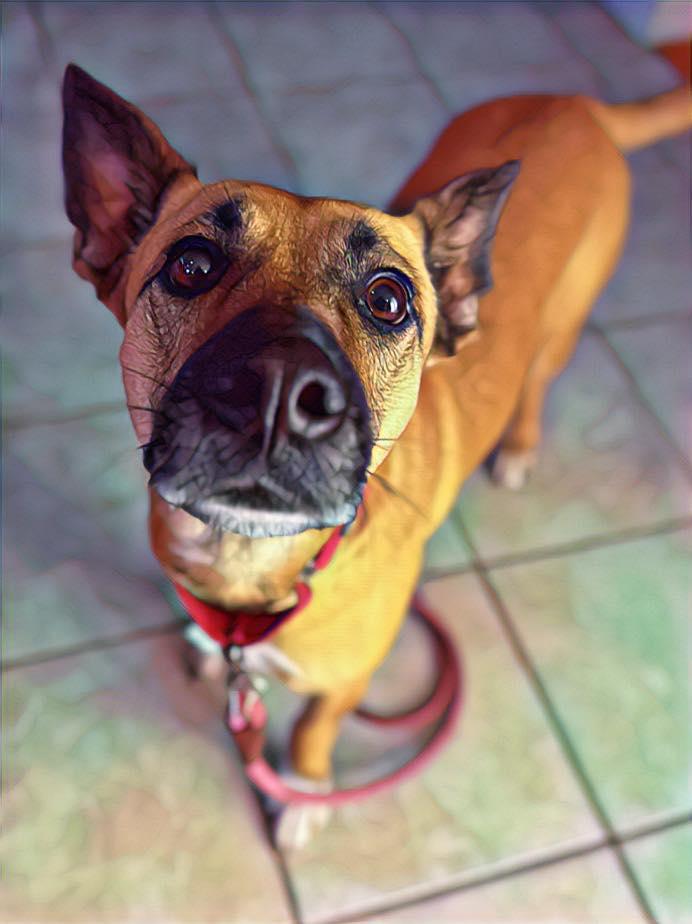 Kimmy, a Adoptable mixed breed in Milford, NH image 1/6