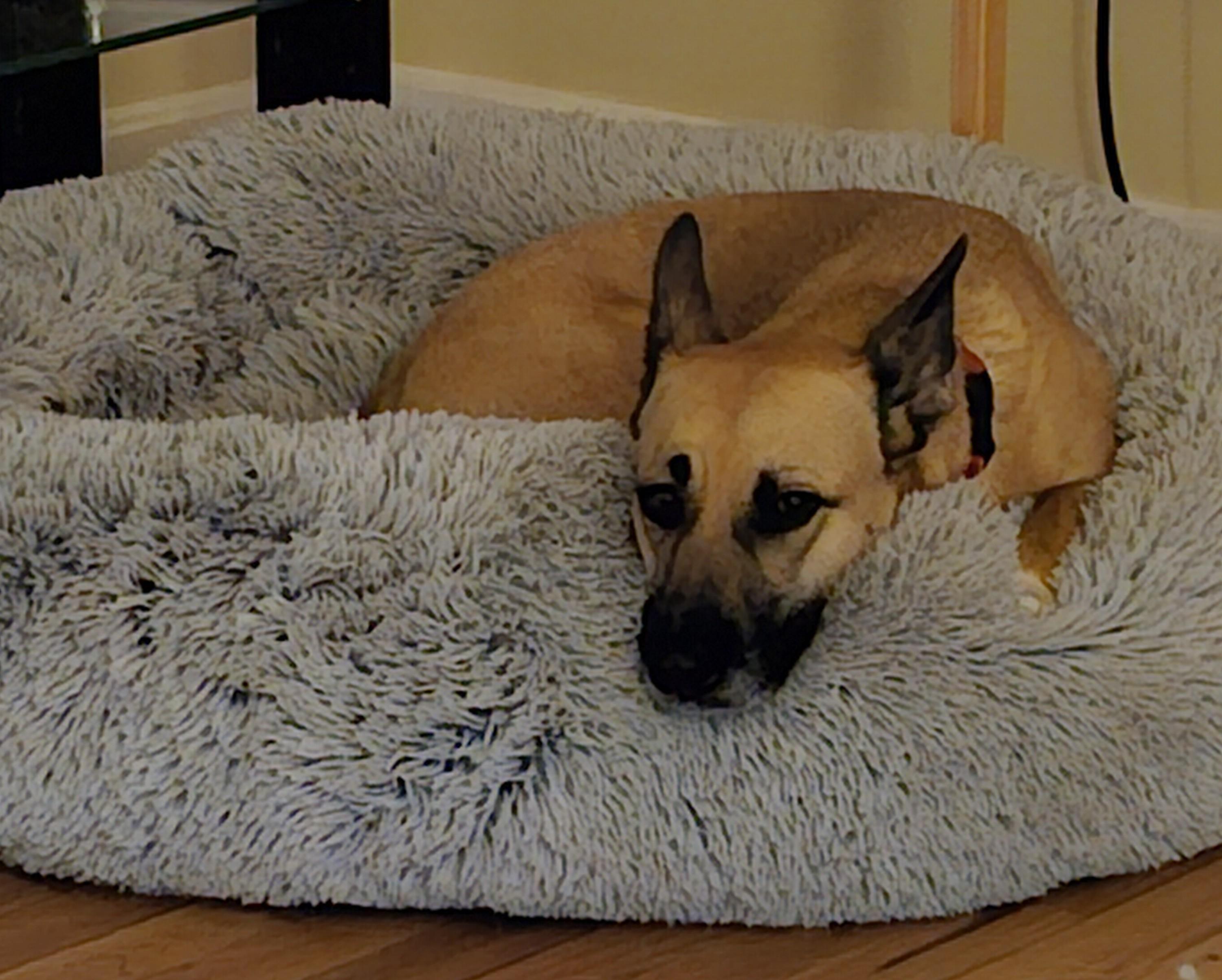 KIMMY, an adoptable German Shepherd Dog in Milford, NH, 03055 | Photo Image 2