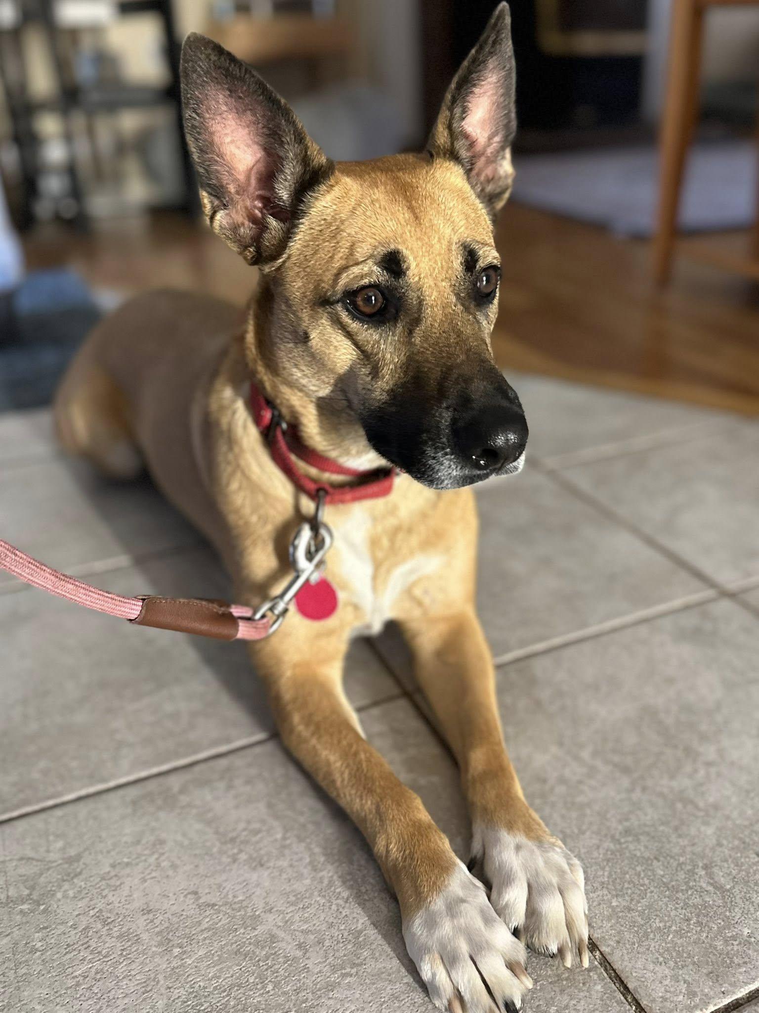 KIMMY, an adoptable German Shepherd Dog in Milford, NH, 03055 | Photo Image 1