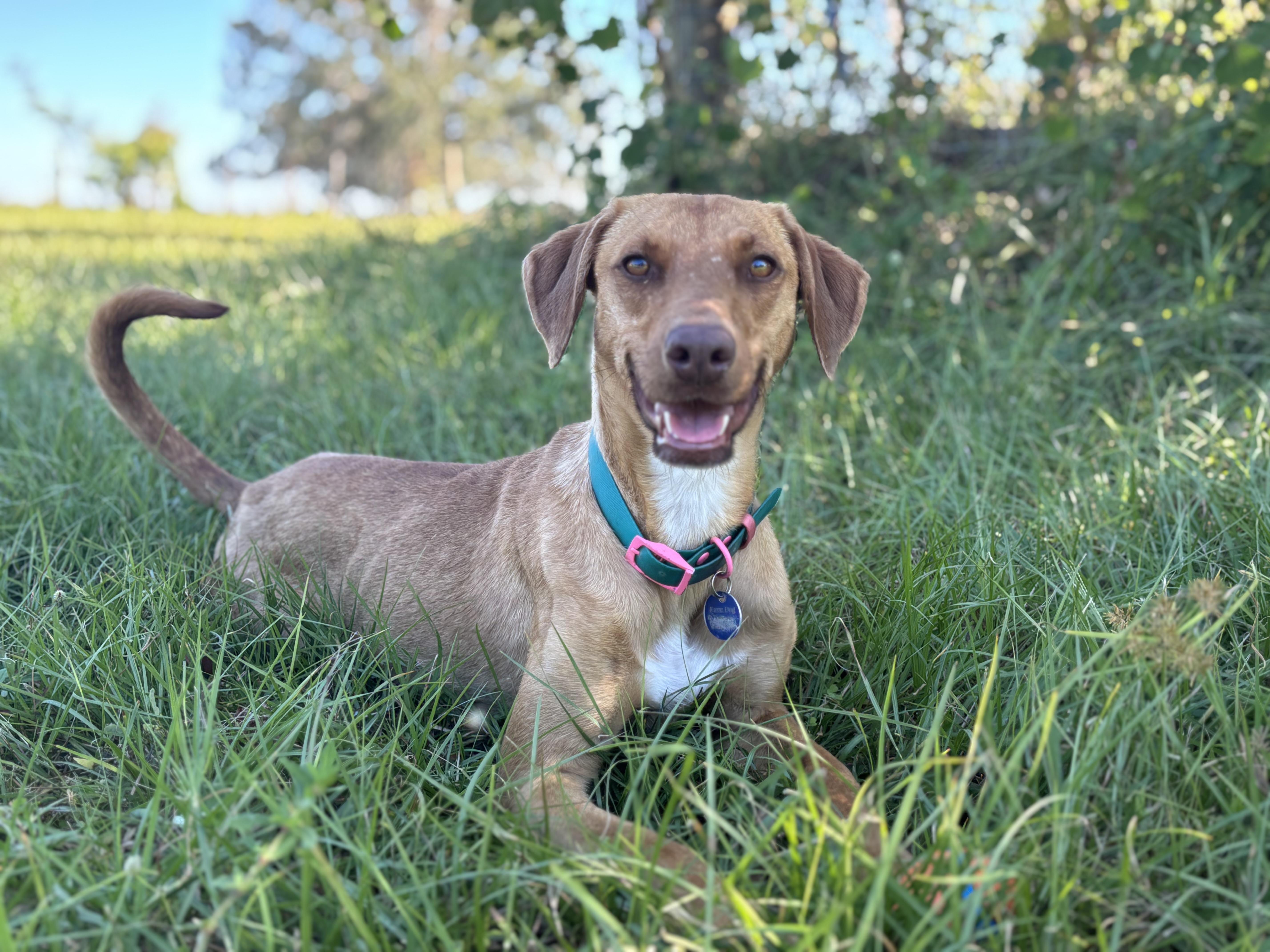 Enlarge Rosie, a Adoptable mixed breed in Arcadia, FL image 5/5