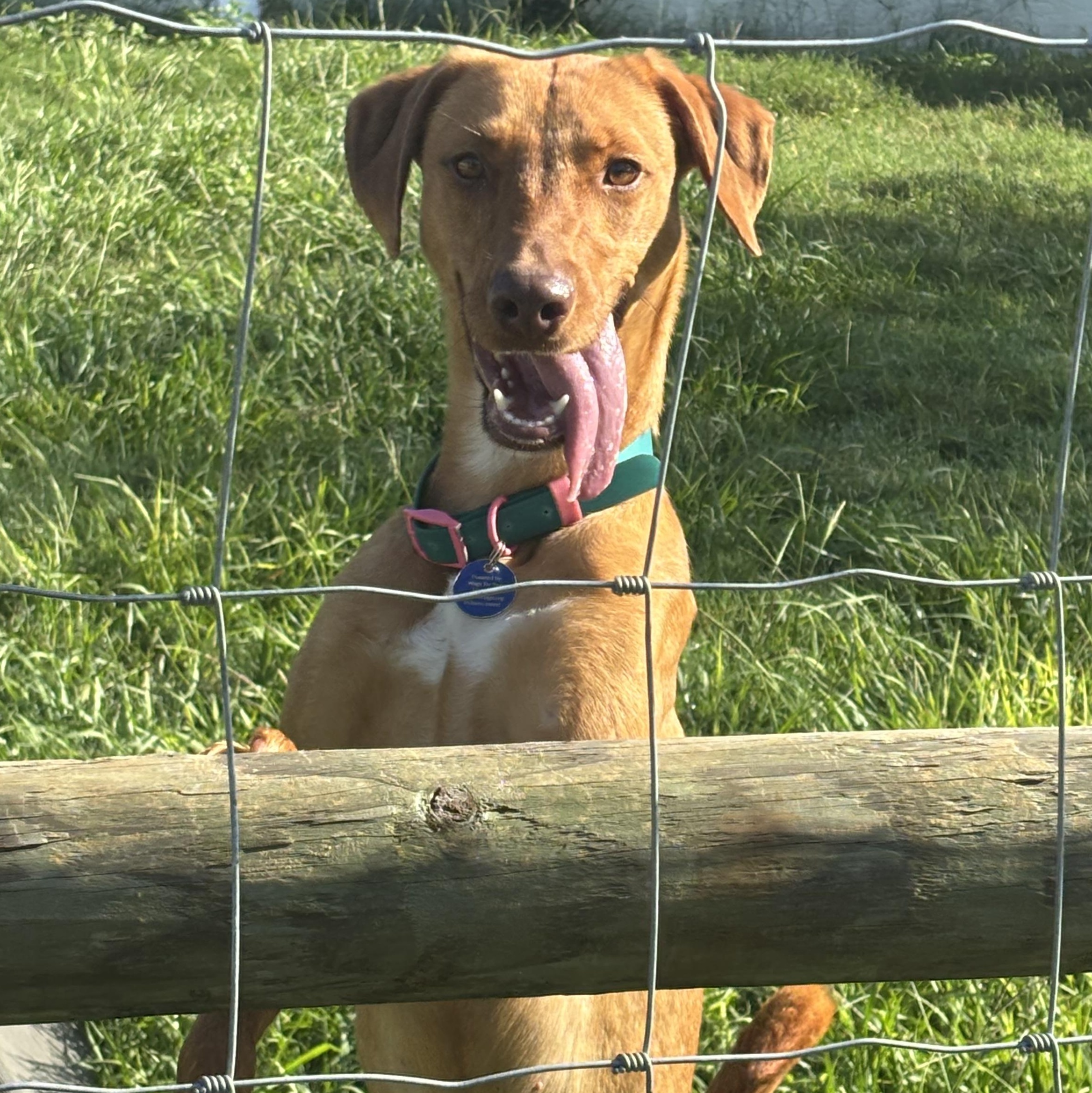 Enlarge Rosie, a Adoptable mixed breed in Arcadia, FL image 3/5