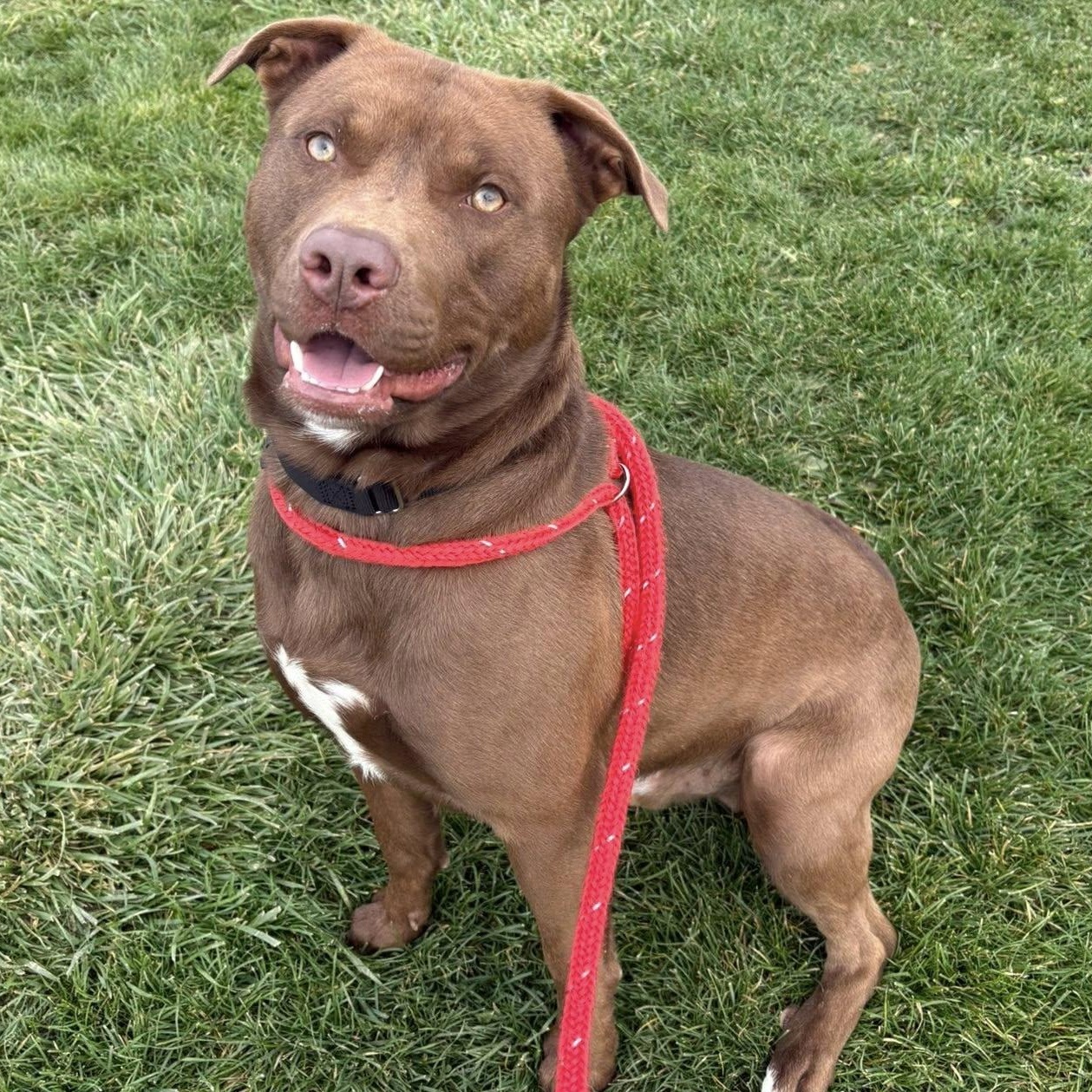 Clint, a ADOPTABLE Terrier in North Syracuse, NY image 1/3