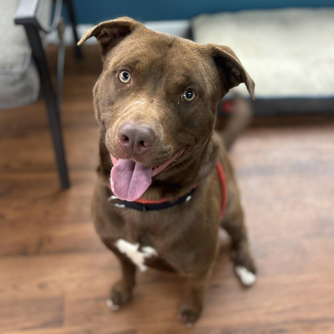 Clint, a ADOPTABLE Terrier in North Syracuse, NY image 2/3