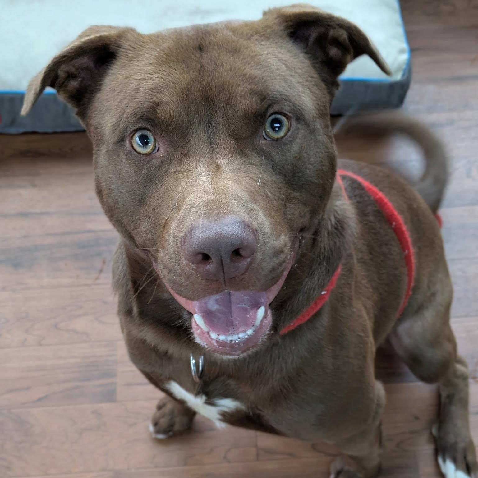 Clint, a ADOPTABLE Terrier in North Syracuse, NY image 3/3