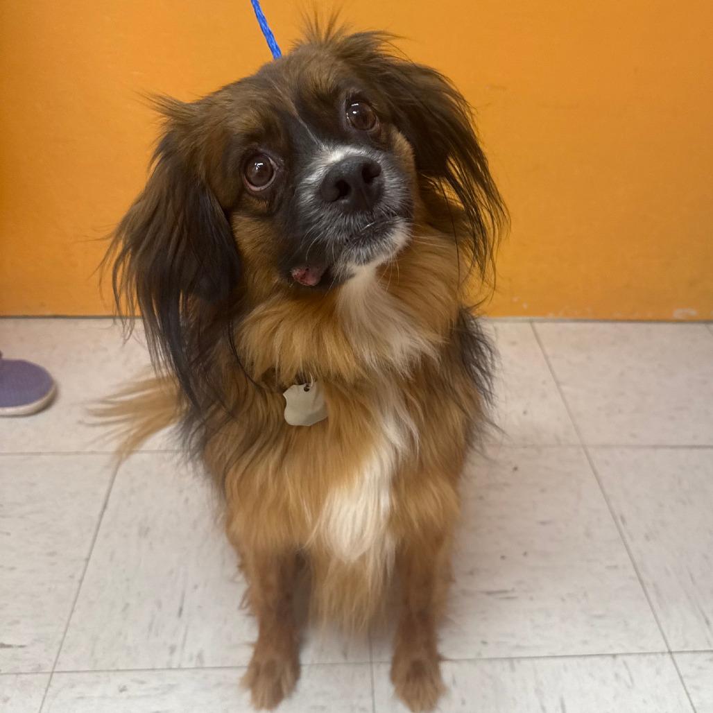 Enlarge THEODORE (AKA TEDDY), a ADOPTABLE mixed breed in Joshua Tree, CA image 1/1