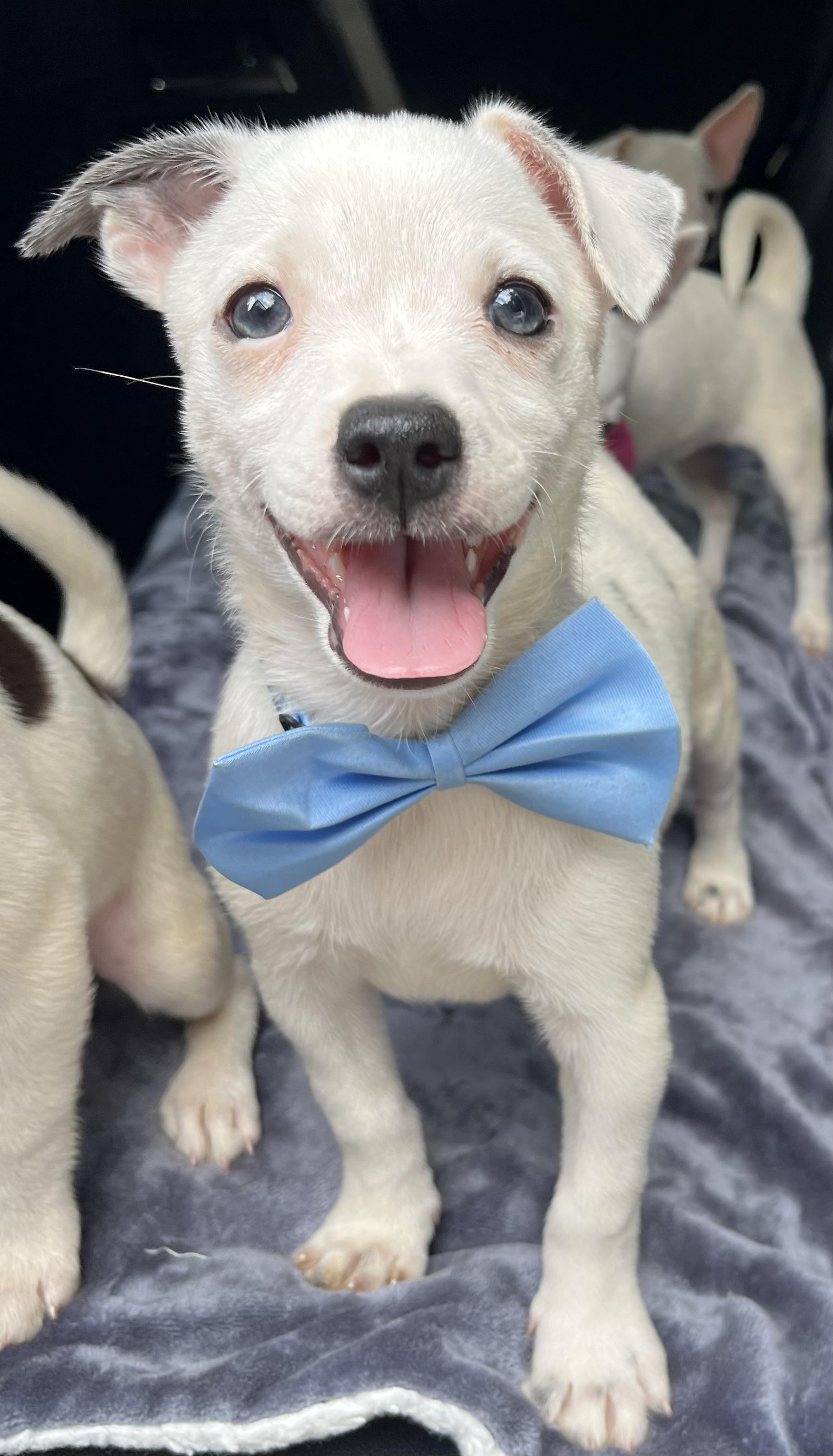 Enlarge Nacho, a Adoptable mixed breed in Jacksonville, FL image 3/6