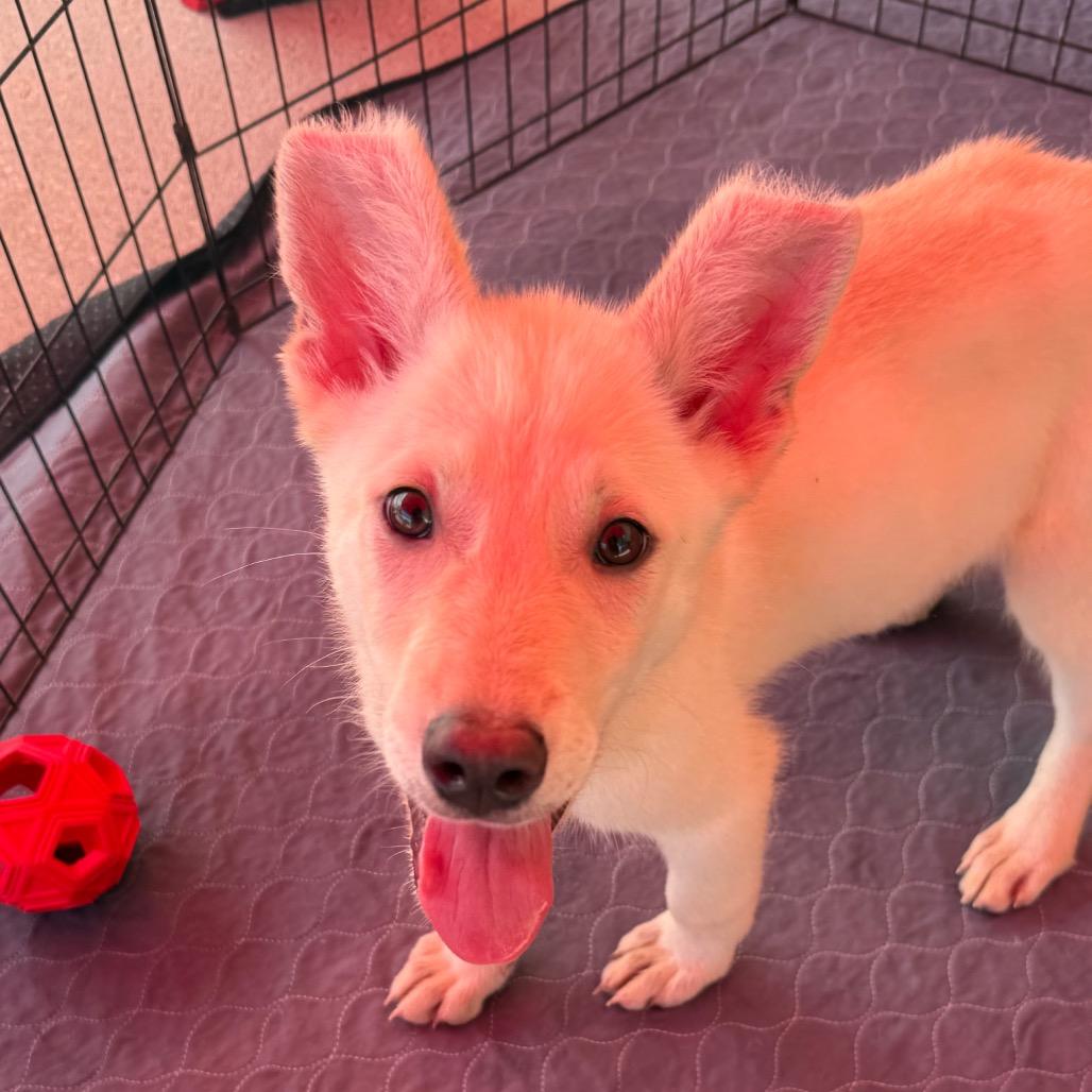 Andy, Adoptable, Puppy Male Husky & Mixed Breed.