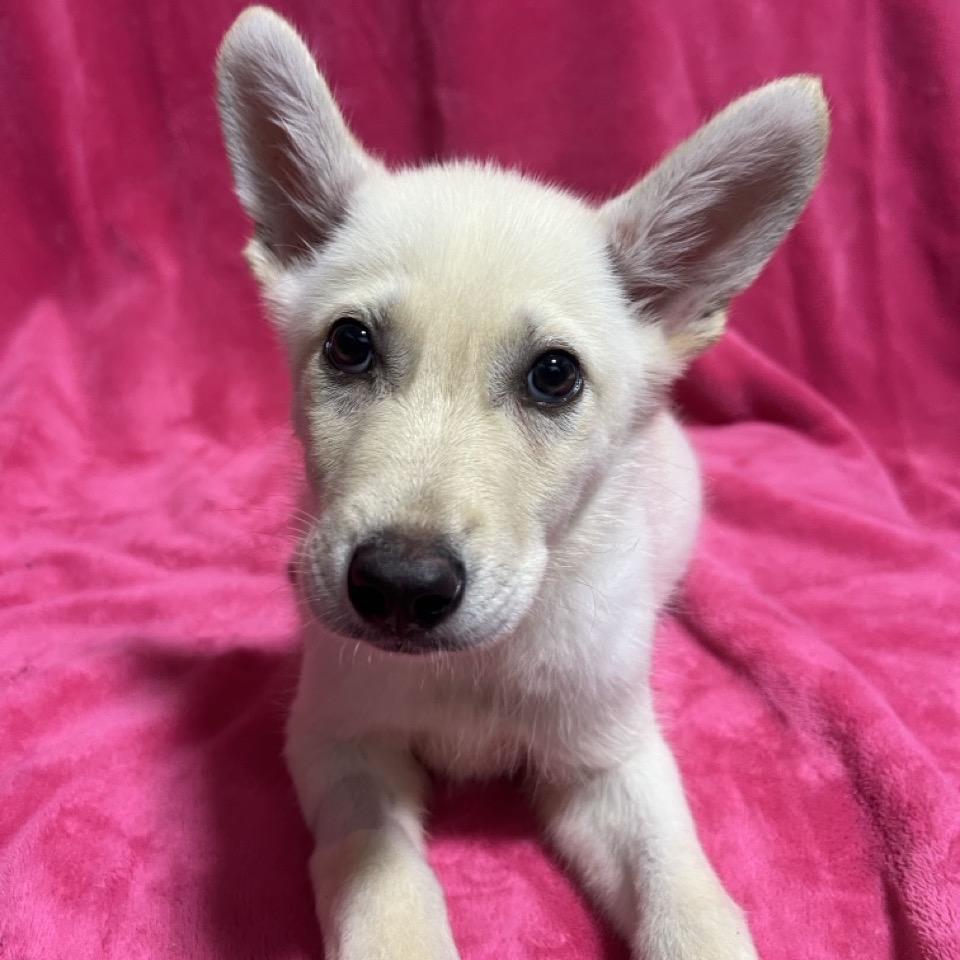 Enlarge Andy, a Adoptable mixed breed in Hattiesburg, MS image 2/2